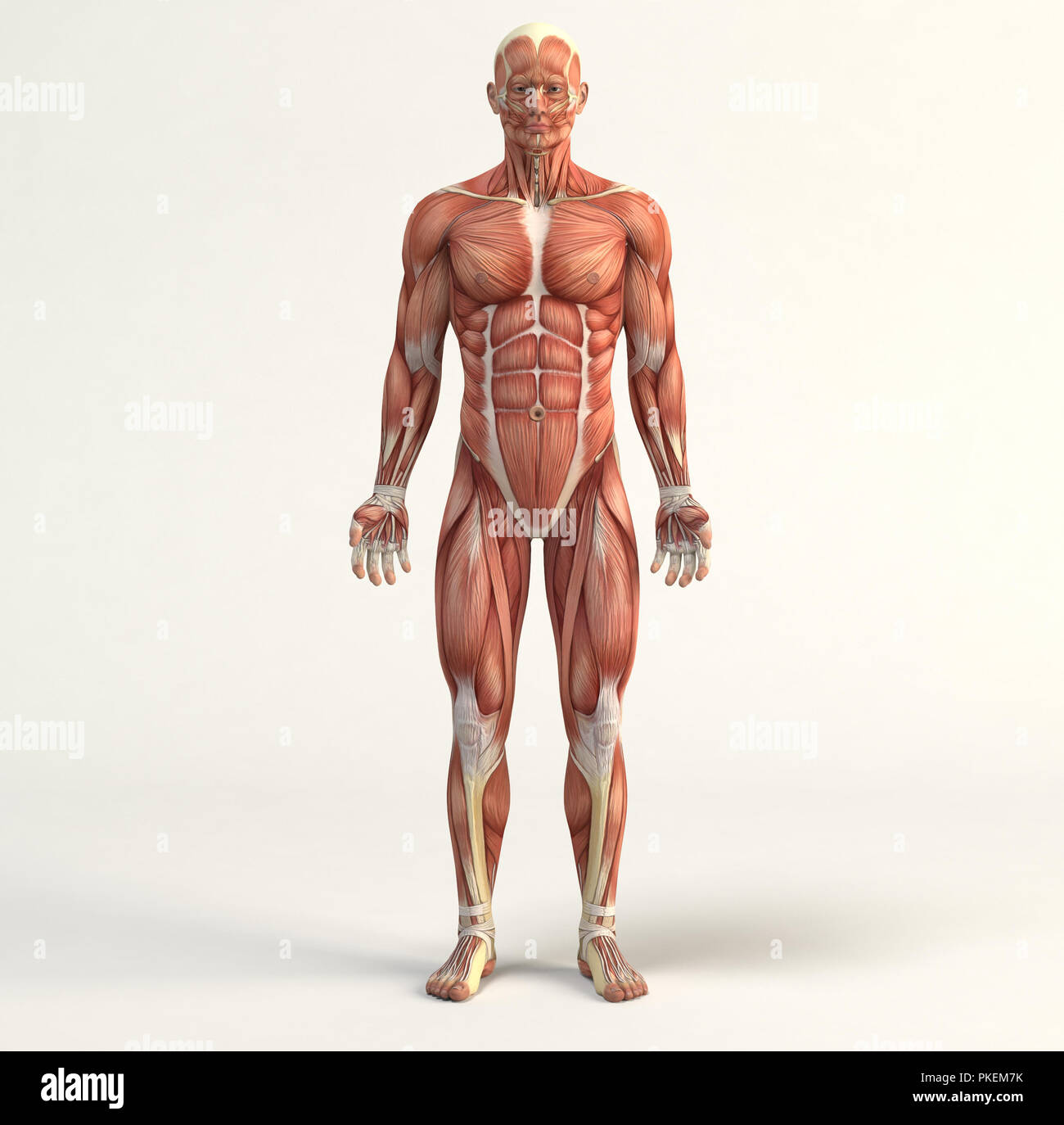 Digital illustration of muscular system Stock Photo