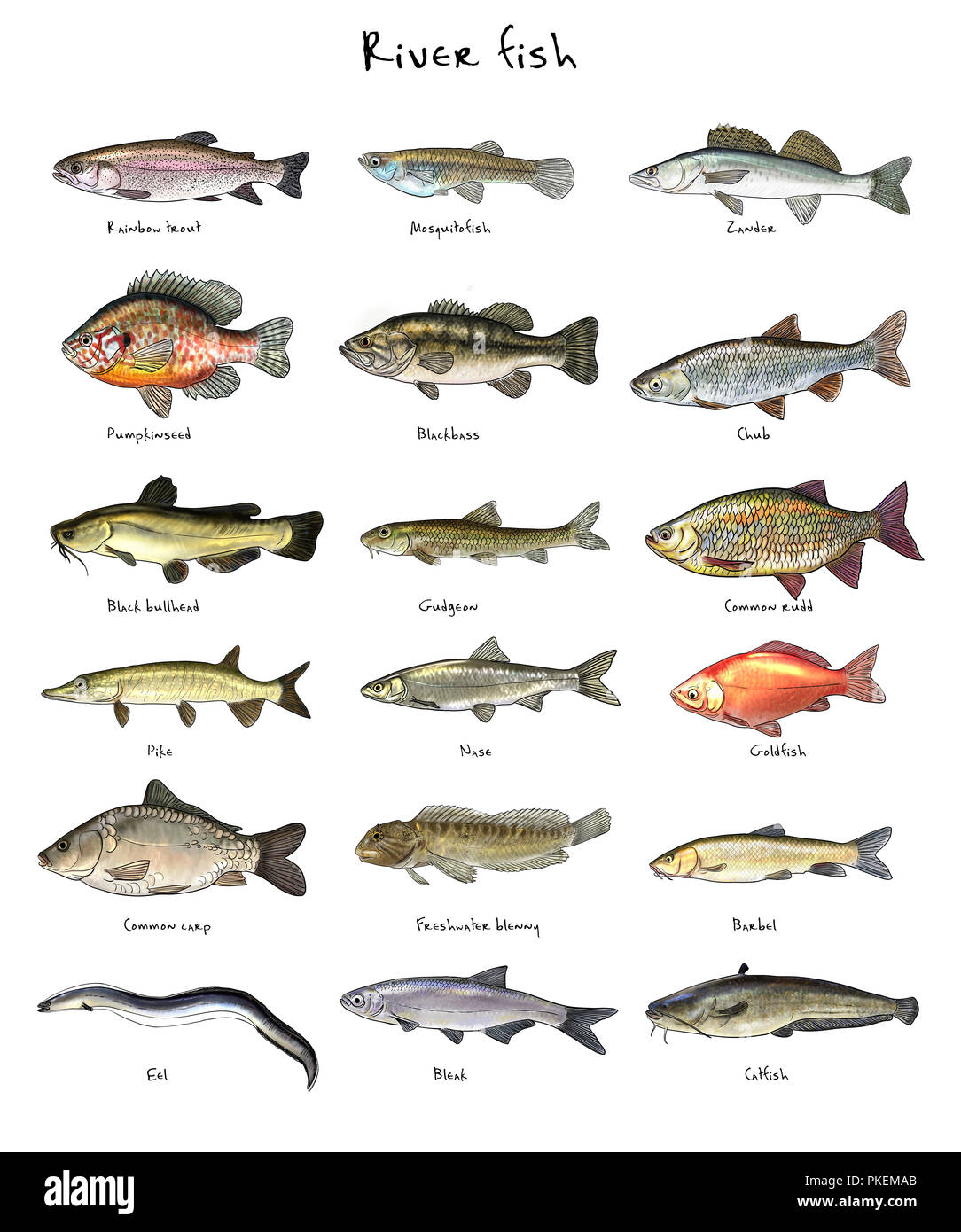 Digital illustration of river fish Stock Photo