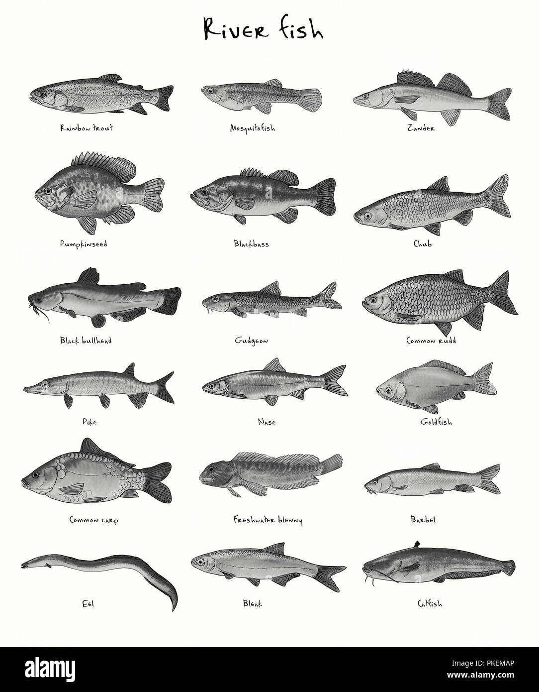 Digital illustration of river fish Stock Photo