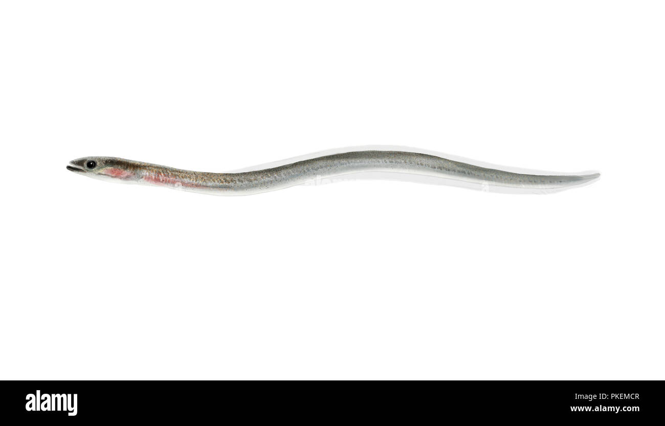 Digital illustration of a Eel elver isolated Stock Photo Alamy