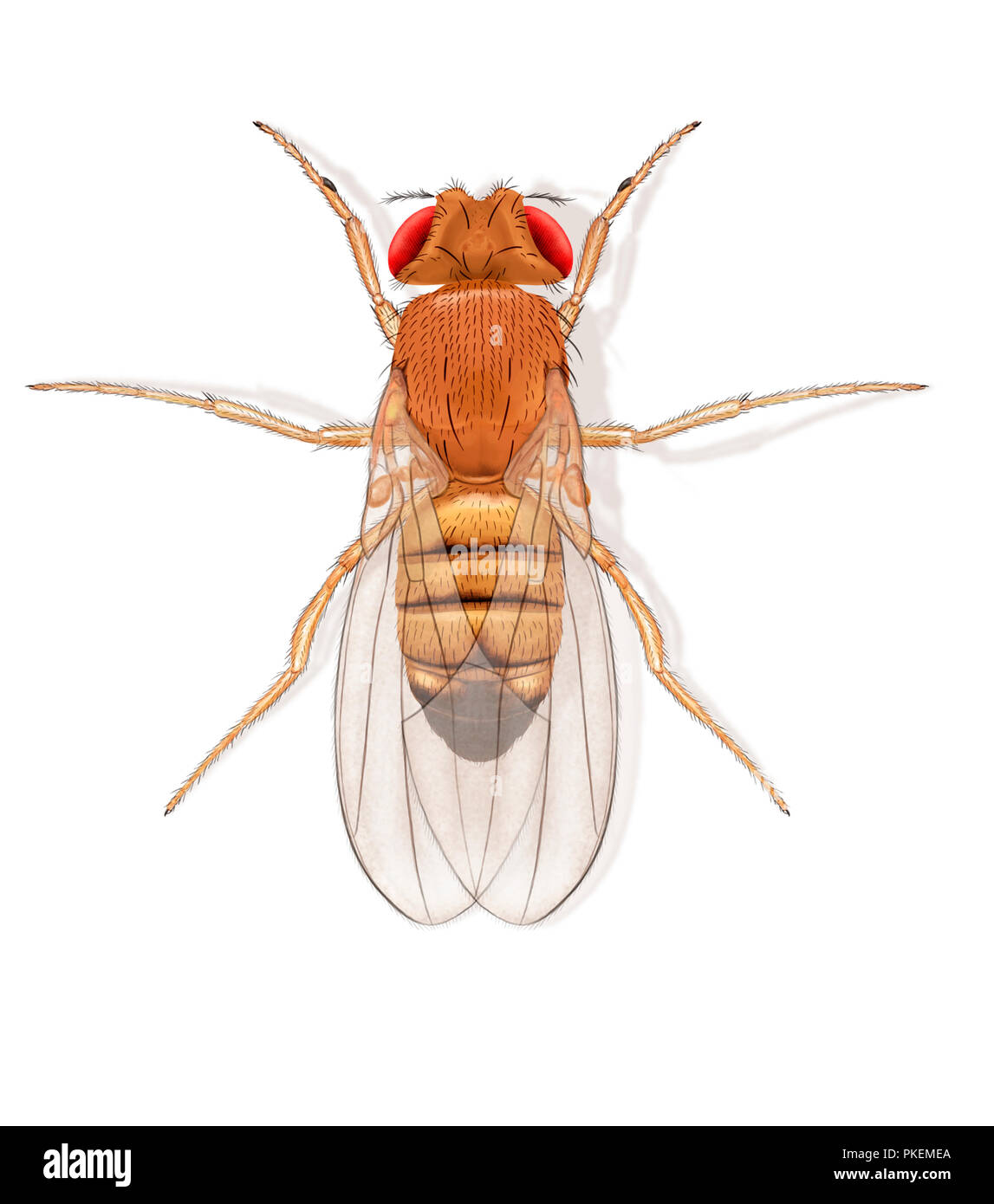 Digital illustration of a fruit fly Stock Photo