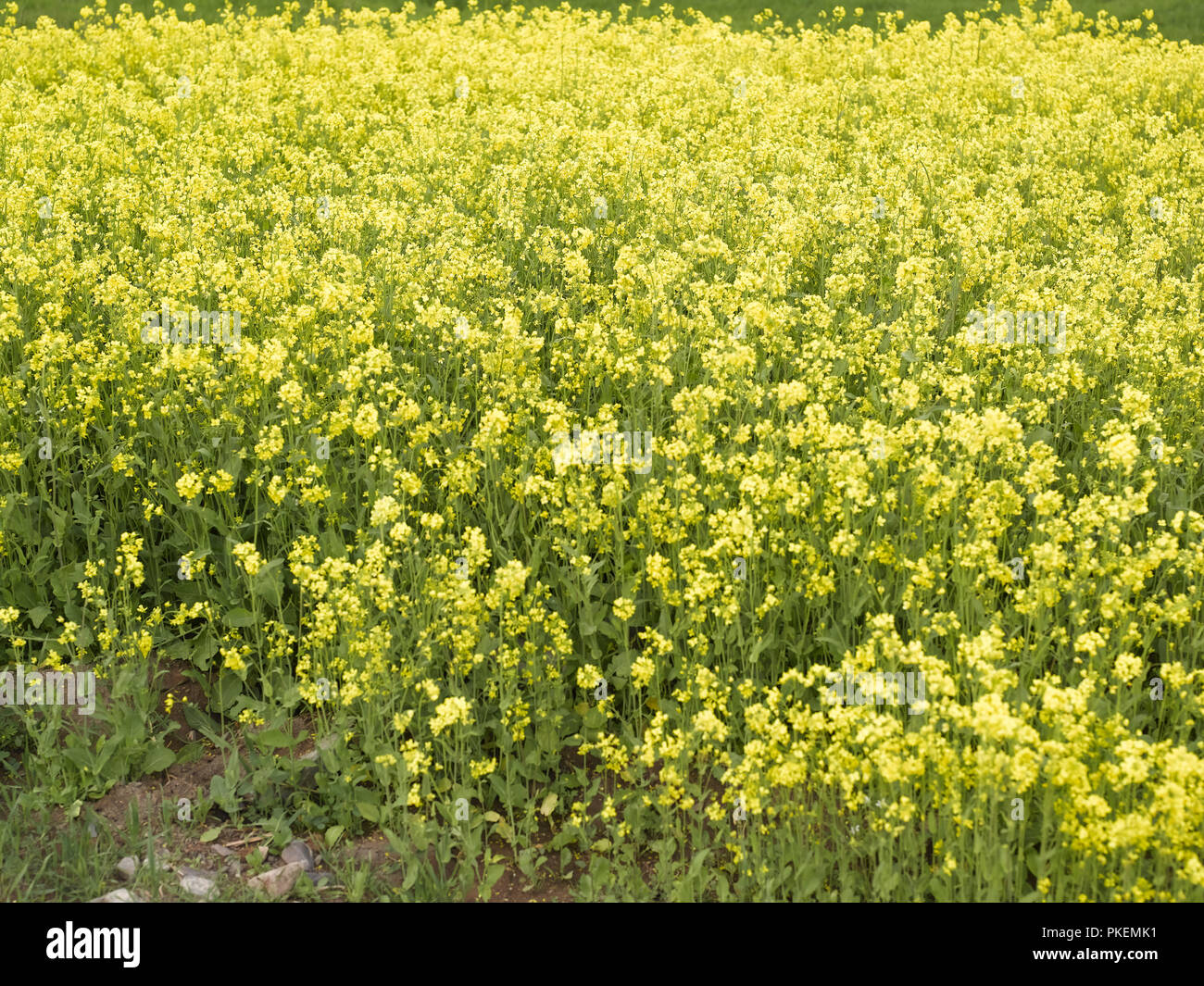 MUSTARD FIELD, ALCHI, LADAKH, JAMMU & KASHMIR, INDIA, ASIA Stock Photo