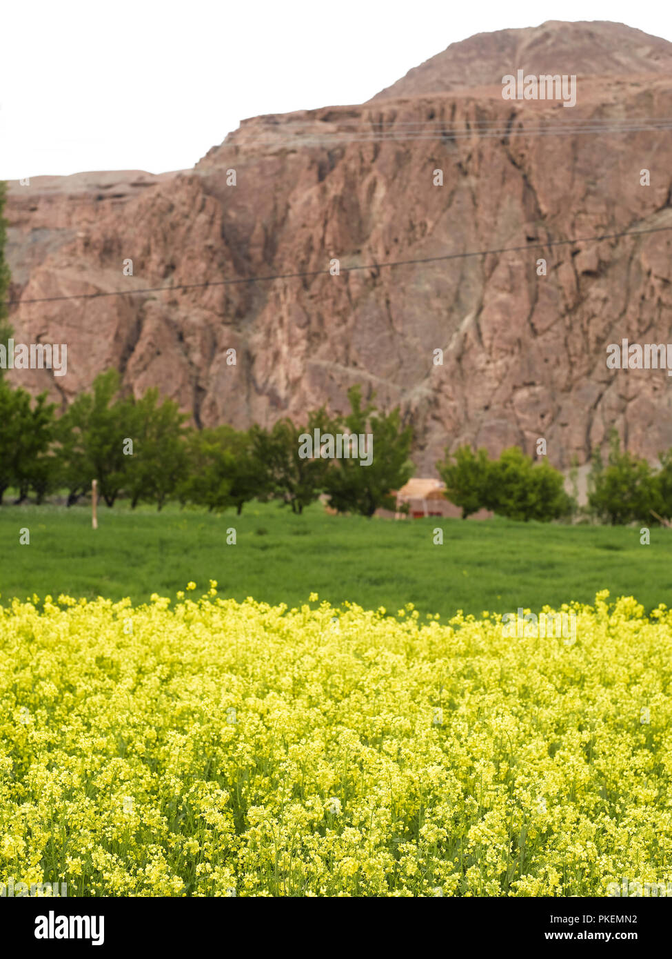 MUSTARD FIELD, ALCHI, LADAKH, JAMMU & KASHMIR, INDIA, ASIA Stock Photo