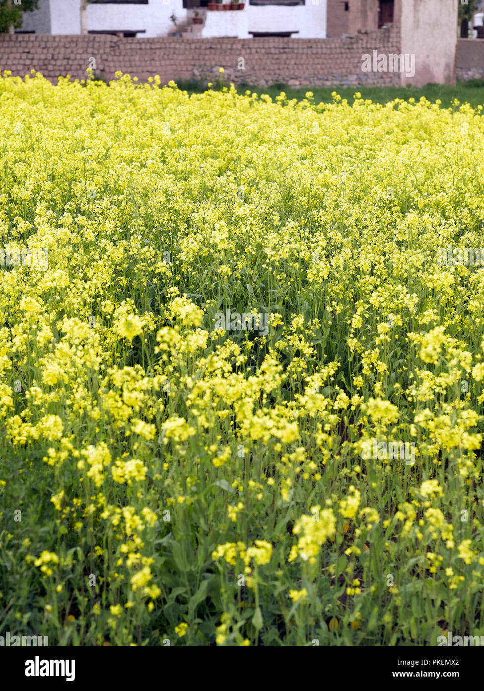 MUSTARD FIELD, ALCHI, LADAKH, JAMMU & KASHMIR, INDIA, ASIA Stock Photo