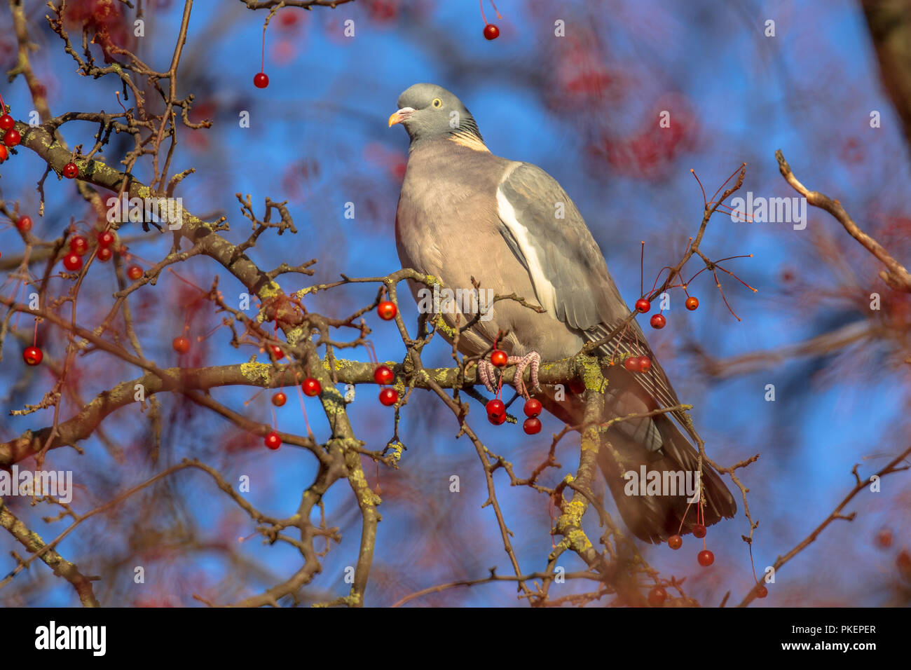 Fauna wild hi-res stock photography and images - Alamy