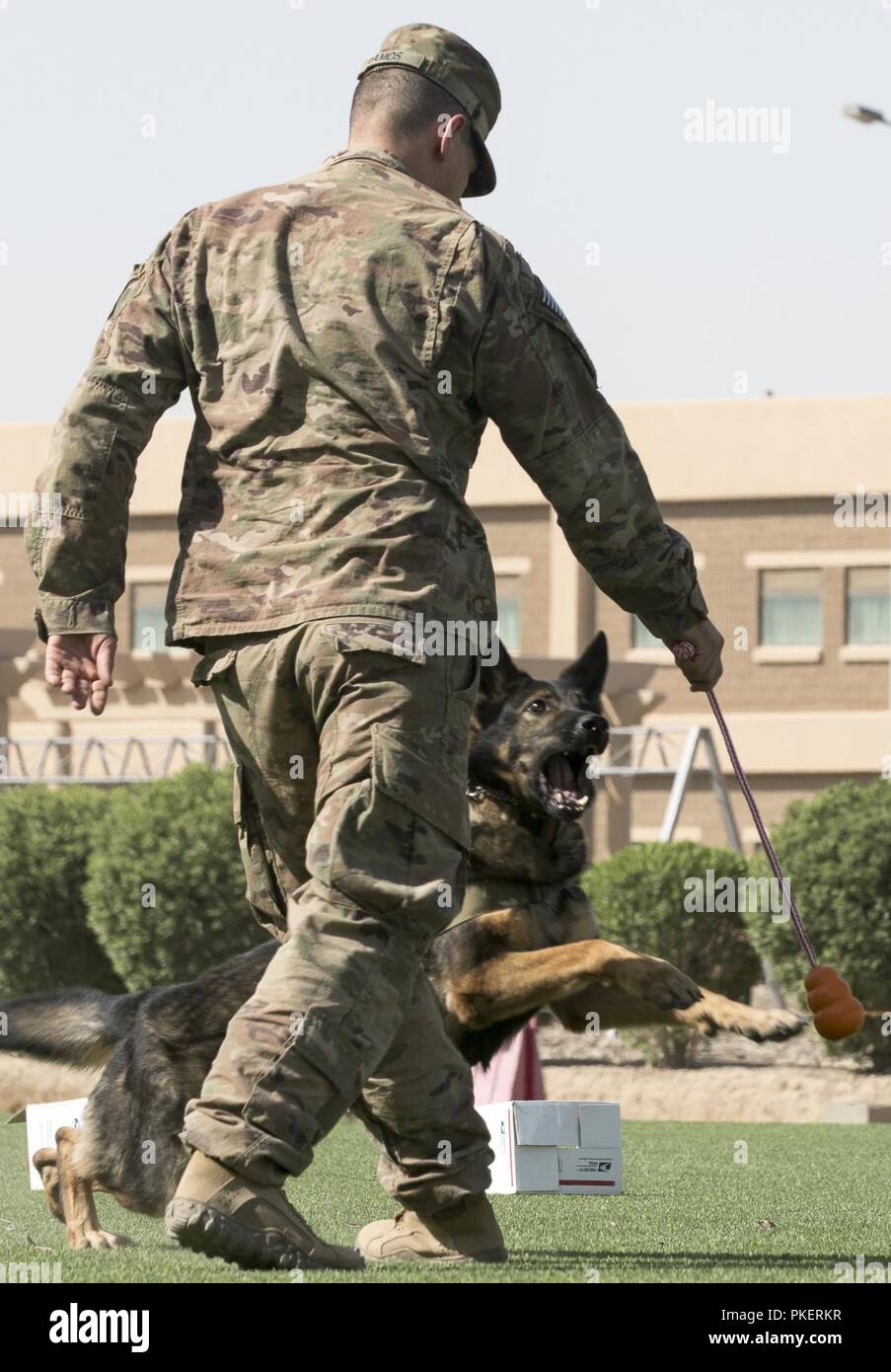 U.S. Army Pfc. Austin Ramos, a military working dog handler assigned to Army Support Group - Kuwait Department of Emergency Services, rewards Jenny, his military working dog, after identifying the correct package during a demonstration at Camp Arifjan, Kuwait, July 30, 2018. The demonstration was conducted to showcase the capabilities of the military working dogs and to increase the handler's and their dog's readiness. Stock Photo