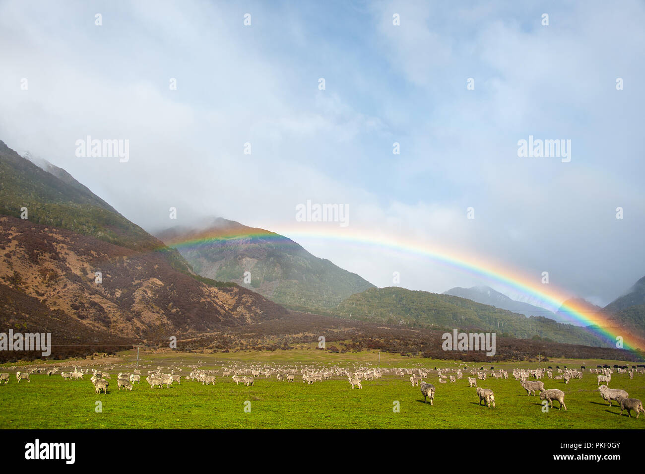 A flock of sheep graze under a rainbow, Arthur's Pass, Canterbury, New ...