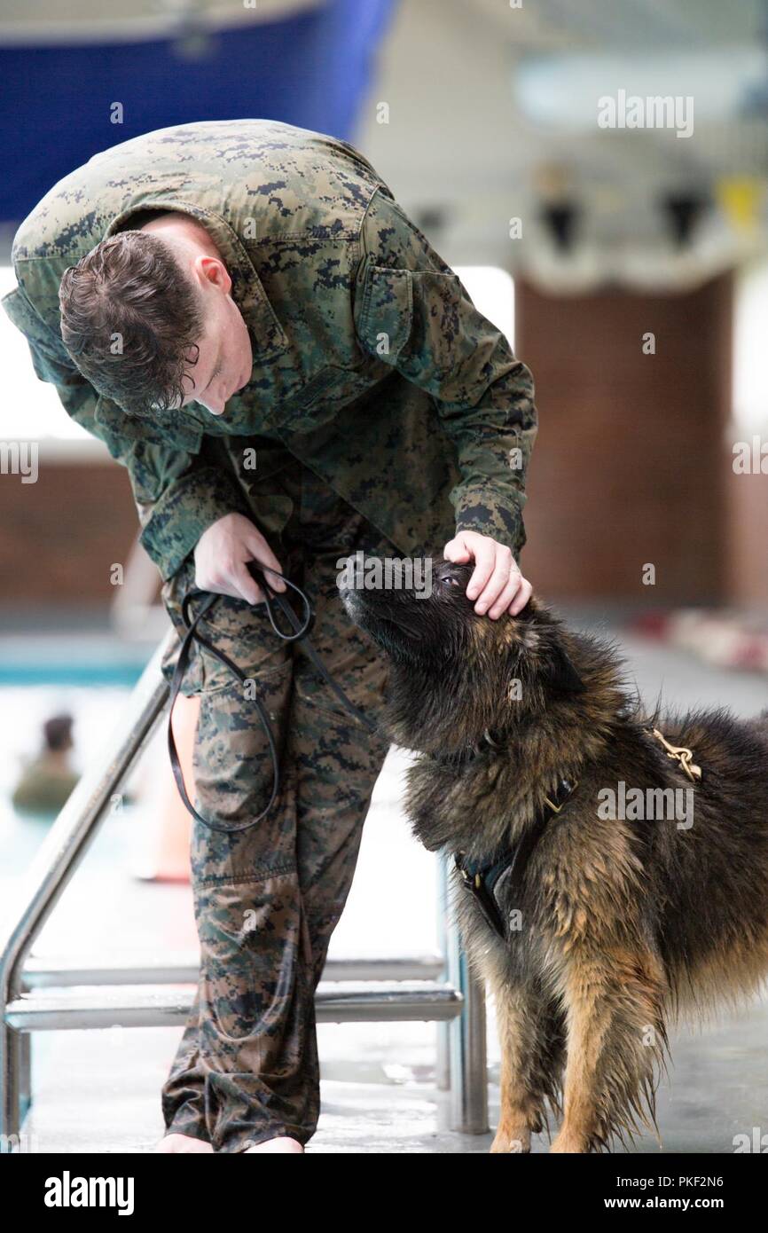 Sergeant Darren Groseclose, a 2nd Law Enforcement Battalion military working dog-handler, praises his dog, Charlie, after his first water encounter, as they swim in the Area 5 pool at Marine Corps Base Camp Lejeune, N.C., Aug. 3, 2018. 2nd LEB practiced aggression training as part of specialized training to familiarize their dogs with water. The 2nd LEB military working dogs benefit from this particular type of training due to not being exposed to water tactics during initial training periods and become better accustomed to performing duties in atypical situations. Stock Photo