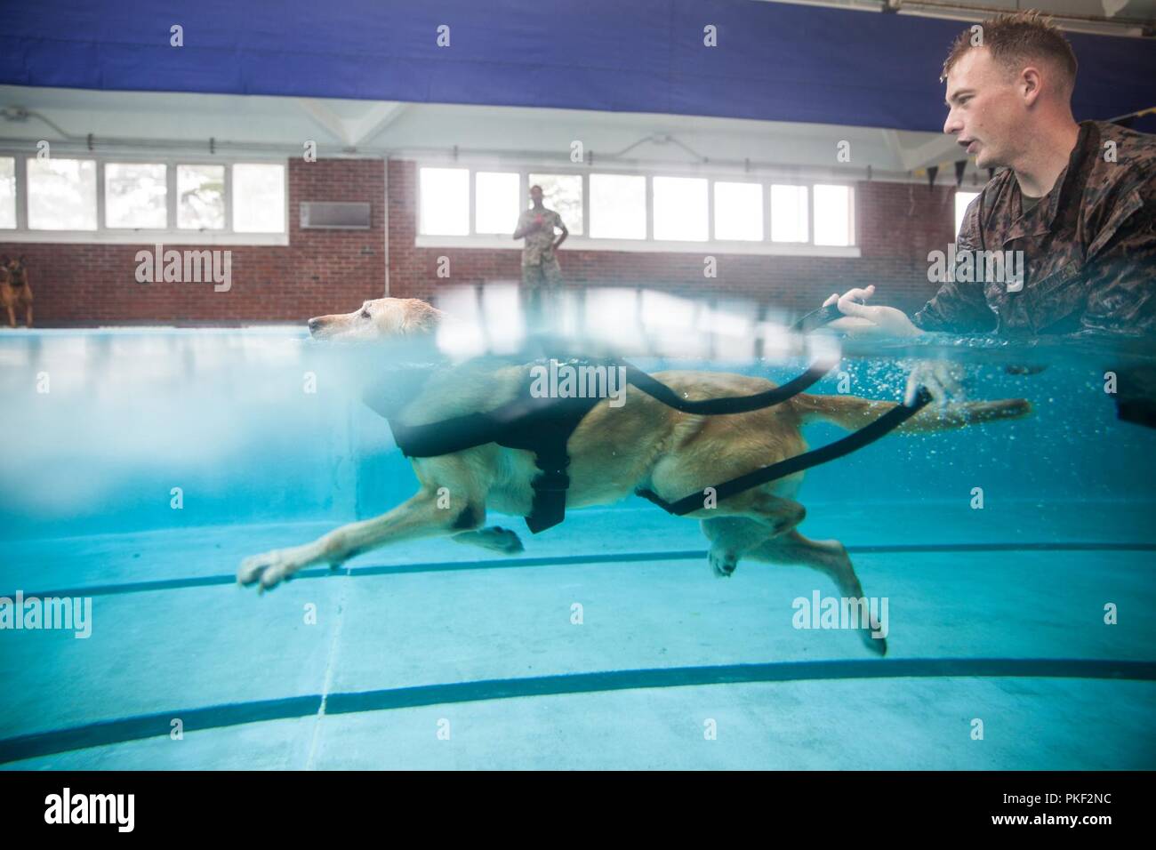 Sergeant Joseph Adams, a 2nd Law Enforcement Battalion military working dog-handler, shouts commands at his dog, Gunner, as they swim in the Area 5 pool at Marine Corps Base Camp Lejeune, N.C., Aug. 3, 2018. 2nd LEB practiced aggression training as part of specialized training to familiarize their dogs with water. The 2nd LEB military working dogs benefit from this particular type of training due to not being exposed to water tactics during initial training periods and become better accustomed to performing duties in atypical situations. Stock Photo