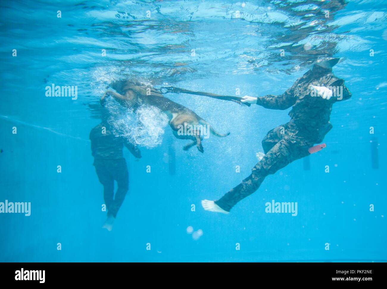 A U.S. Marine 2nd Law Enforcement Battalion military working dog-handler, introduces his dog to swimming, in the Area 5 pool at Marine Corps Base Camp Lejeune, N.C., Aug. 3, 2018. 2nd LEB practiced aggression training as part of specialized training to familiarize their dogs with water. The 2nd LEB military working dogs benefit from this particular type of training due to not being exposed to water tactics during initial training periods and become better accustomed to performing duties in atypical situations. Stock Photo