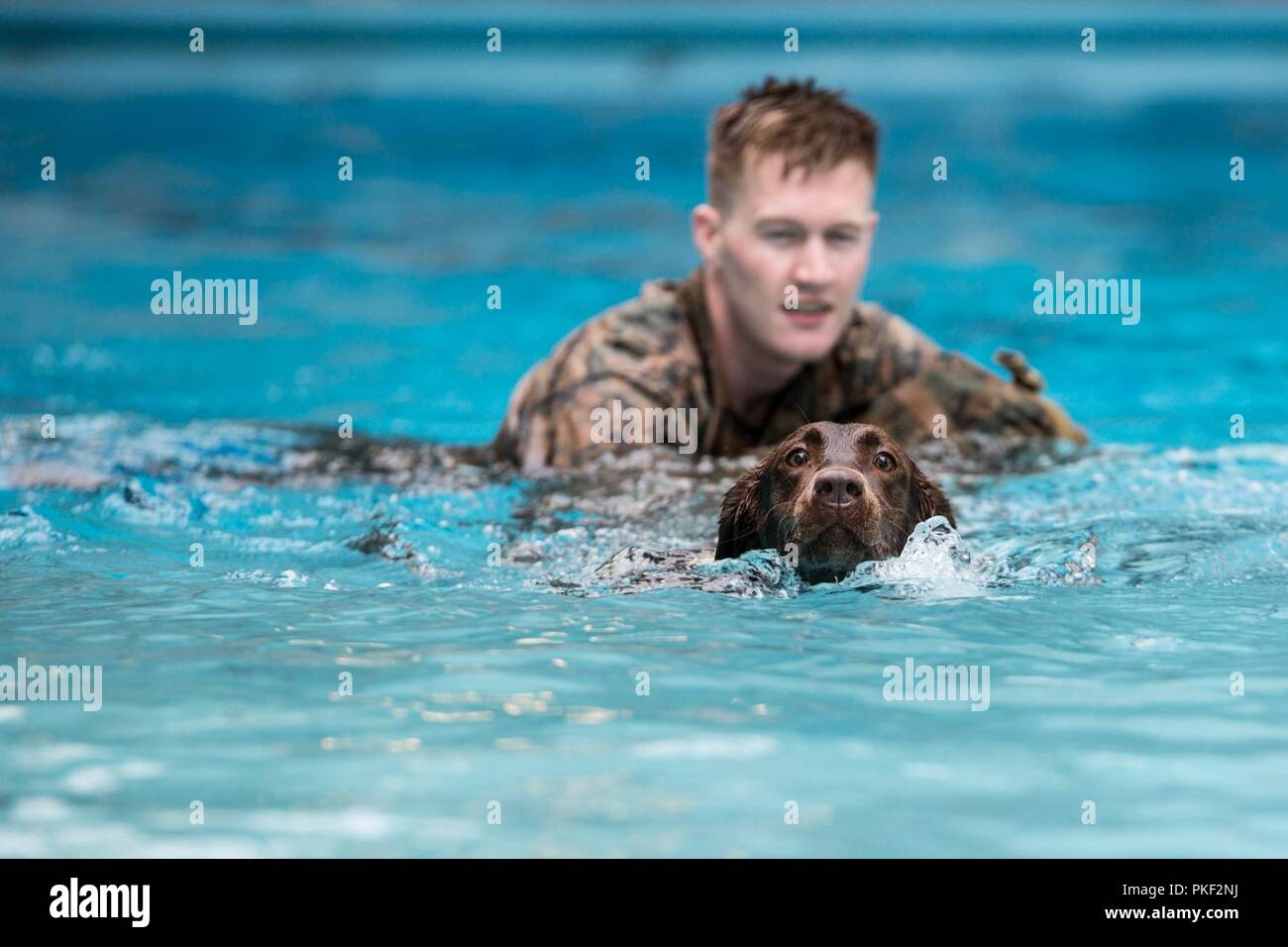 Corporal Kyle Cary, a 2nd Law Enforcement Battalion military working dog-handler, supervises his dog, Brandy, as they swim in the Area 5 pool at Marine Corps Base Camp Lejeune, N.C., Aug. 3, 2018. 2nd LEB practiced aggression training as part of specialized training to familiarize their dogs with water. The 2nd LEB military working dogs benefit from this particular type of training due to not being exposed to water tactics during initial training periods and become better accustomed to performing duties in atypical situations. Stock Photo