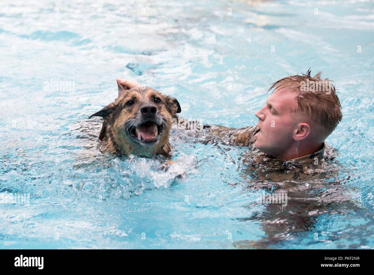 Sergeant Colton Corsetti, a 2nd Law Enforcement Battalion military working dog-handler, shouts commands at his dog, Atilla, as they swim in the Area 5 pool at Marine Corps Base Camp Lejeune, N.C., Aug. 3, 2018. 2nd LEB practiced aggression training as part of specialized training to familiarize their dogs with water. The 2nd LEB military working dogs benefit from this particular type of training due to not being exposed to water tactics during initial training periods and become better accustomed to performing duties in atypical situations. Stock Photo