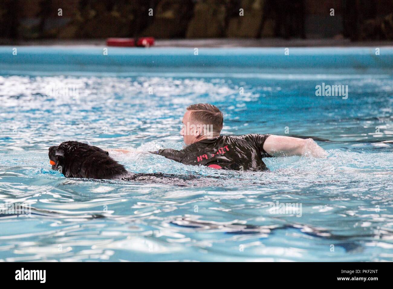 Corporal Bruce Russell, a 2nd Law Enforcement Battalion military working dog-handler, swims beside his dog, Indy, in the Area 5 pool at Marine Corps Base Camp Lejeune, N.C., Aug. 3, 2018. 2nd LEB practiced aggression training as part of specialized training to familiarize their dogs with water. The 2nd LEB military working dogs benefit from this particular type of training due to not being exposed to water tactics during initial training periods and become better accustomed to performing duties in atypical situations. Stock Photo