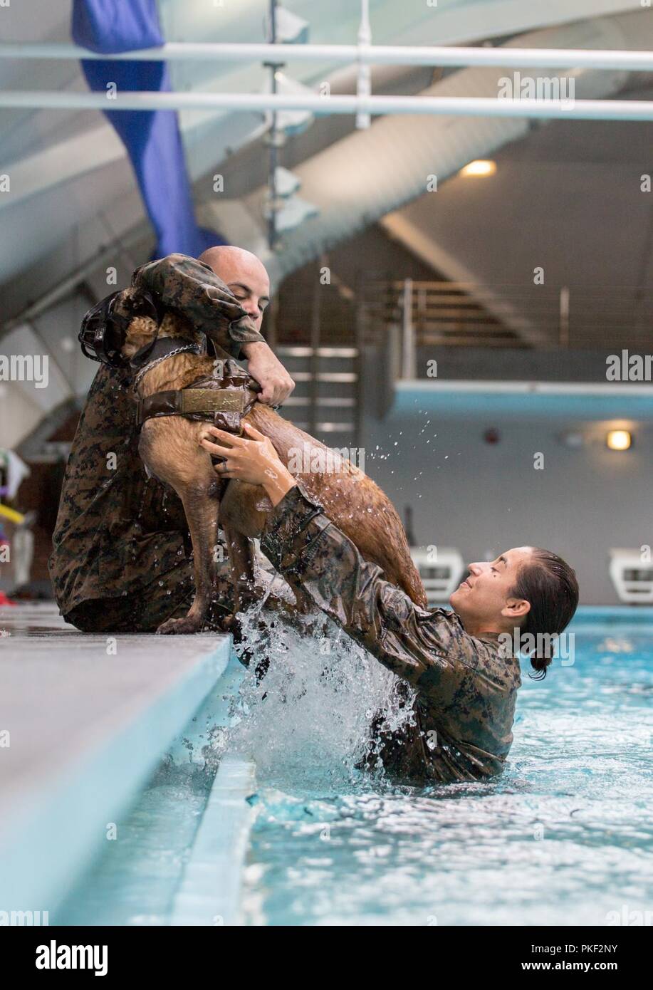Lance Cpl. Victoria Acosta, a 2nd Law Enforcement Battalion military working dog-handler, helps her dog, Bella, out of the water, in the Area 5 pool at Marine Corps Base Camp Lejeune, N.C., Aug. 3, 2018. 2nd LEB practiced aggression training as part of specialized training to familiarize their dogs with water. The 2nd LEB military working dogs benefit from this particular type of training due to not being exposed to water tactics during initial training periods and become better accustomed to performing duties in atypical situations. Stock Photo