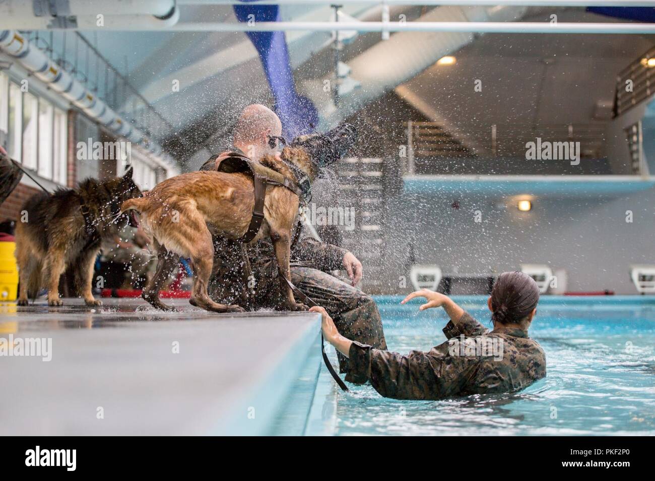 Lance Cpl. Victoria Acosta, a 2nd Law Enforcement Battalion military working dog-handler, is caught in her dog, Bella’s, surprise water shake after swimming in the Area 5 pool at Marine Corps Base Camp Lejeune, N.C., Aug. 3, 2018. 2nd LEB practiced aggression training as part of specialized training to familiarize their dogs with water. The 2nd LEB military working dogs benefit from this particular type of training due to not being exposed to water tactics during initial training periods and become better accustomed to performing duties in atypical situations. Stock Photo