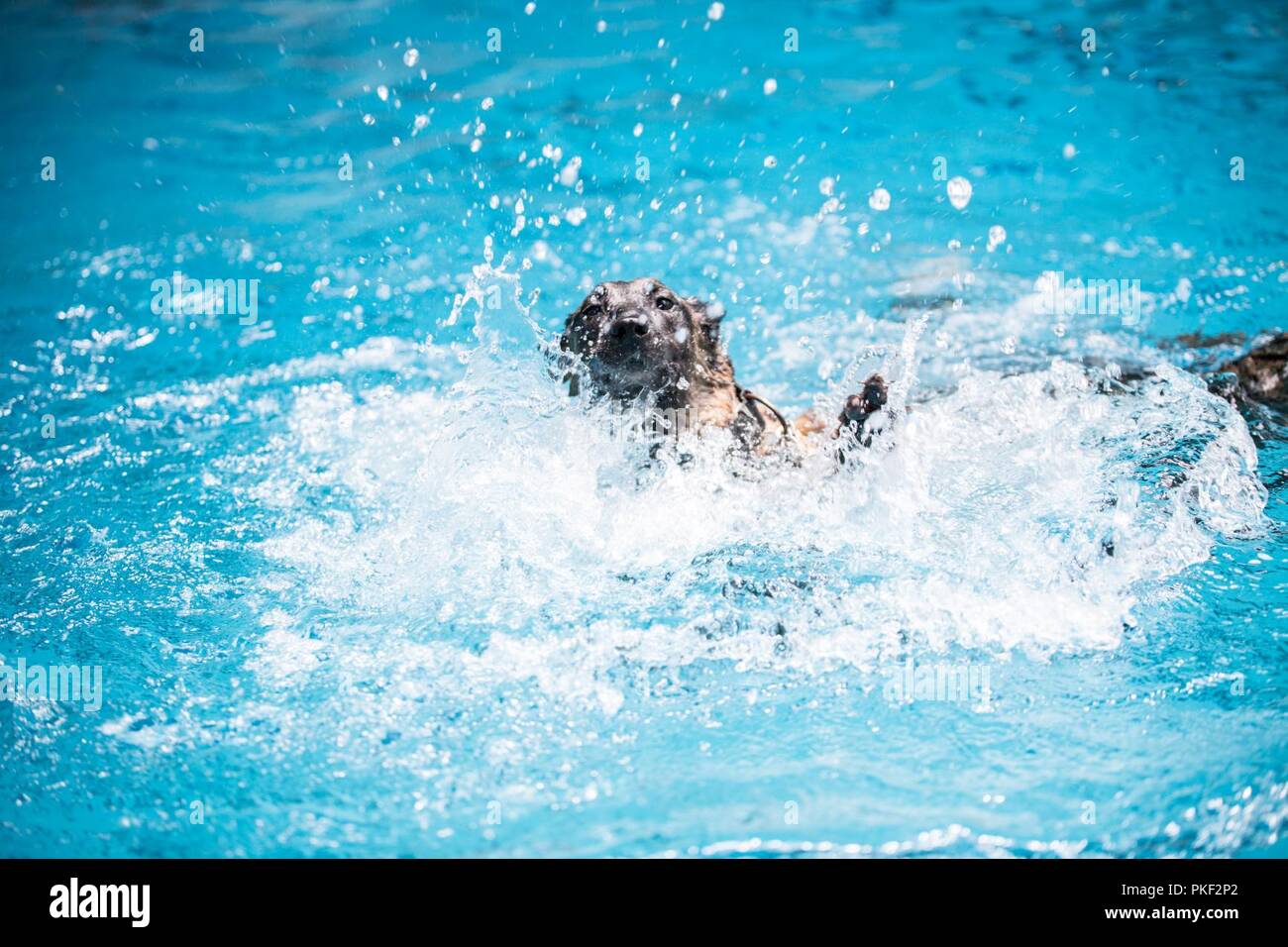 Ppatriot, a 2nd Law Enforcement Battalion military working dog, resurfaces after jumping off the high-dive, in the Area 5 pool at Marine Corps Base Camp Lejeune, N.C., Aug. 3, 2018. 2nd LEB practiced aggression training as part of specialized training to familiarize their dogs with water. The 2nd LEB military working dogs benefit from this particular type of training due to not being exposed to water tactics during initial training periods and become better accustomed to performing duties in atypical situations. Stock Photo