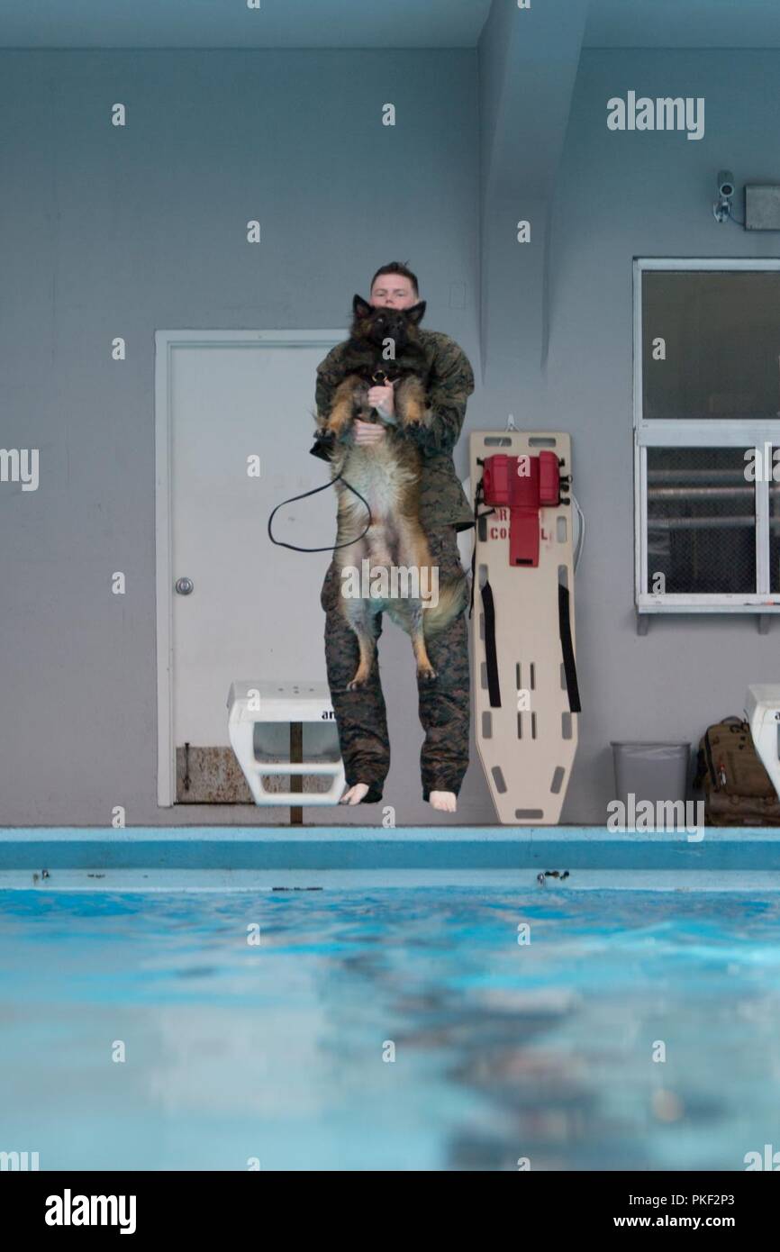 Sergeant Darren Groseclose, a 2nd Law Enforcement Battalion military working dog-handler, jumping off the high-dive with his dog, Charlie, in the Area 5 pool at Marine Corps Base Camp Lejeune, N.C., Aug. 3, 2018. 2nd LEB practiced aggression training as part of specialized training to familiarize their dogs with water. The 2nd LEB military working dogs benefit from this particular type of training due to not being exposed to water tactics during initial training periods and become better accustomed to performing duties in atypical situations. Stock Photo