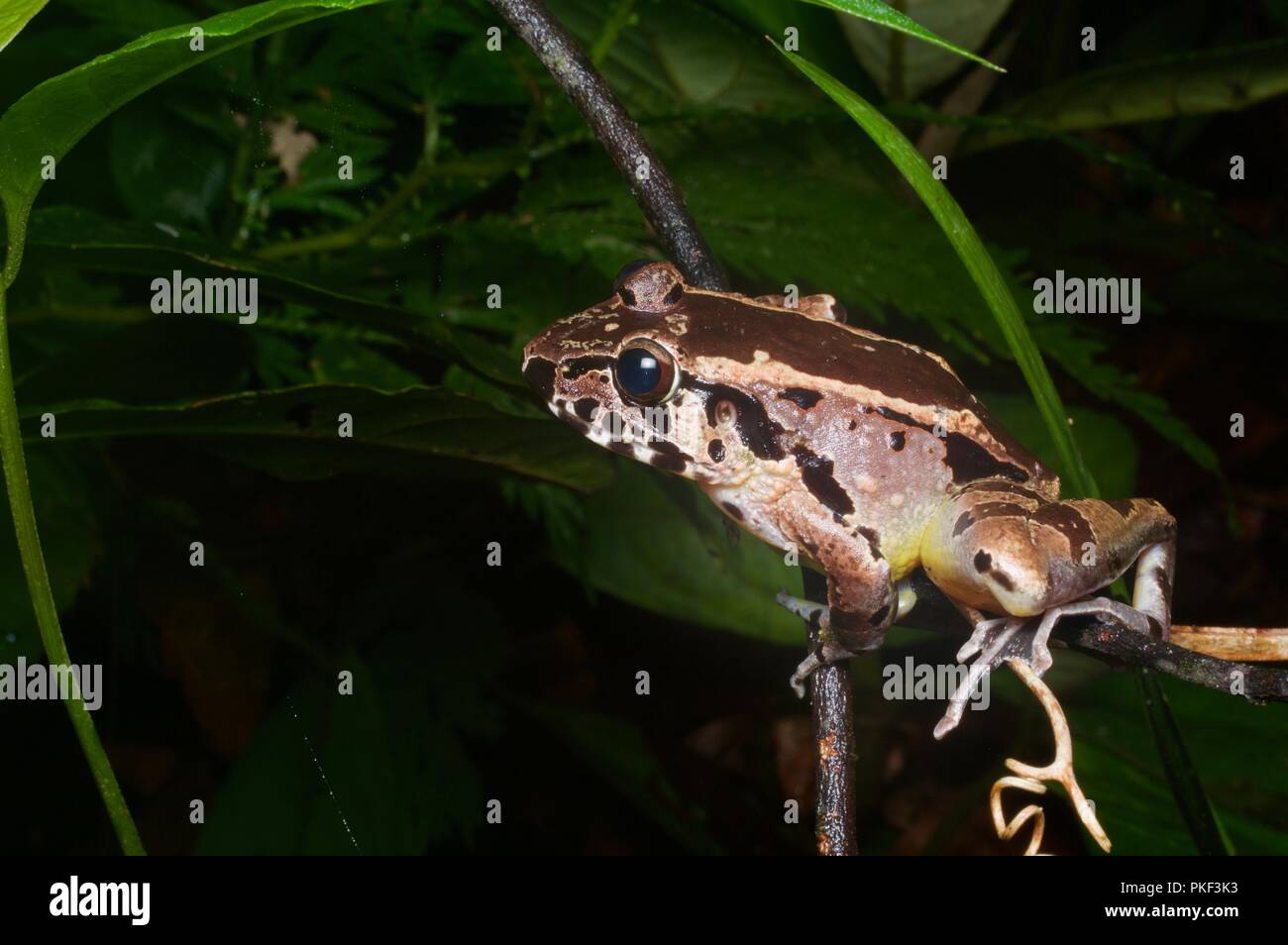 A Hole-in-the-Head Frog (Huia cavitympanum) perched in vegetation in Ranau, Sabah, East Malaysia, Borneo Stock Photo
