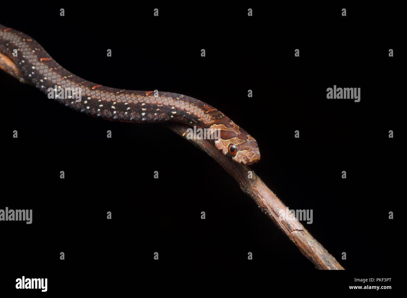 A Jeweled Kukri Snake (Oligodon everetti) perched on a twig at night in Ranau, Sabah, East Malaysia, Borneo Stock Photo