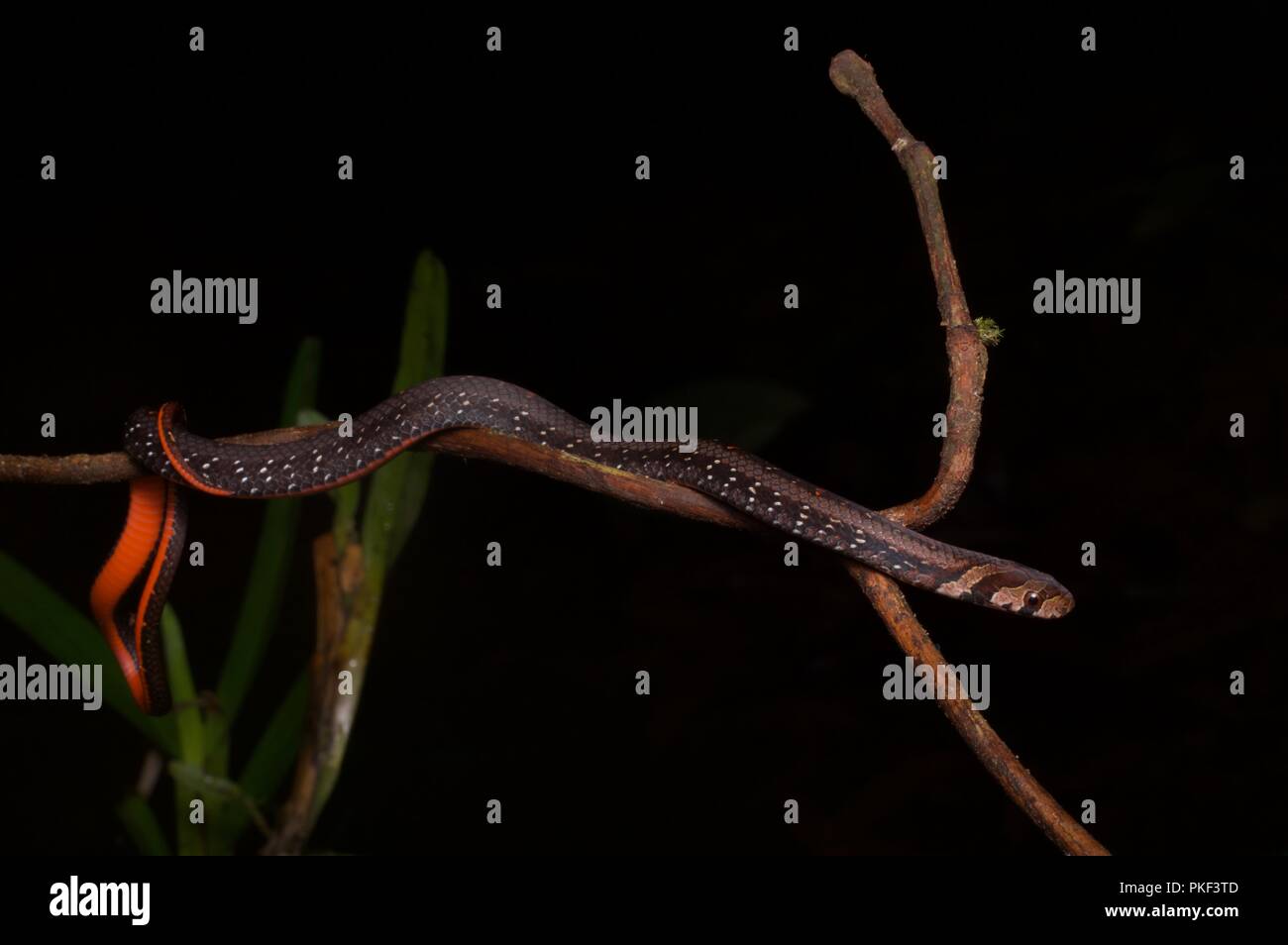 A Jeweled Kukri Snake (Oligodon everetti) perched on a twig at night in Ranau, Sabah, East Malaysia, Borneo Stock Photo