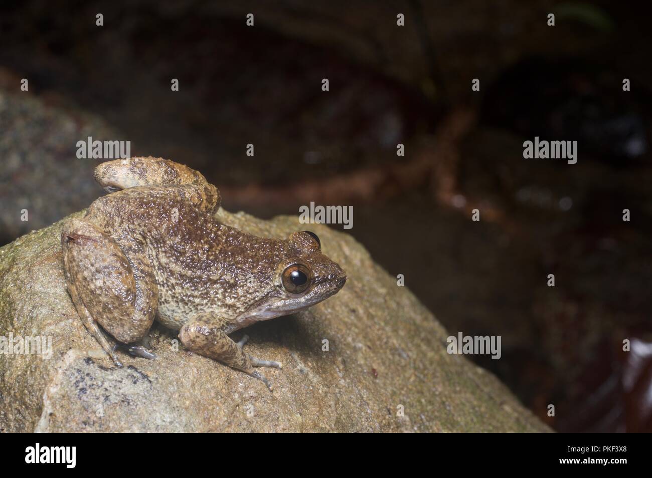 A Kuhl's Creek Frog (Limnonectes kuhlii) on a rock on the forest floor at night in Ranah, Sabah, East Malaysia, Borneo Stock Photo