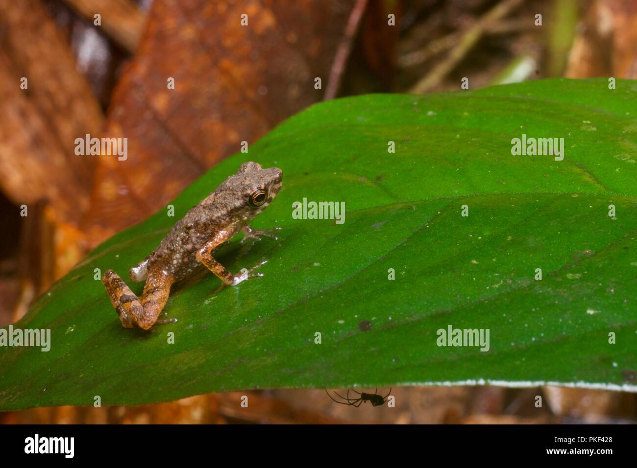 A Flat-bodied Slender Toad (Ansonia platysoma) on a leaf at night in Ranau, Sabah, East Malaysia, Borneo Stock Photo
