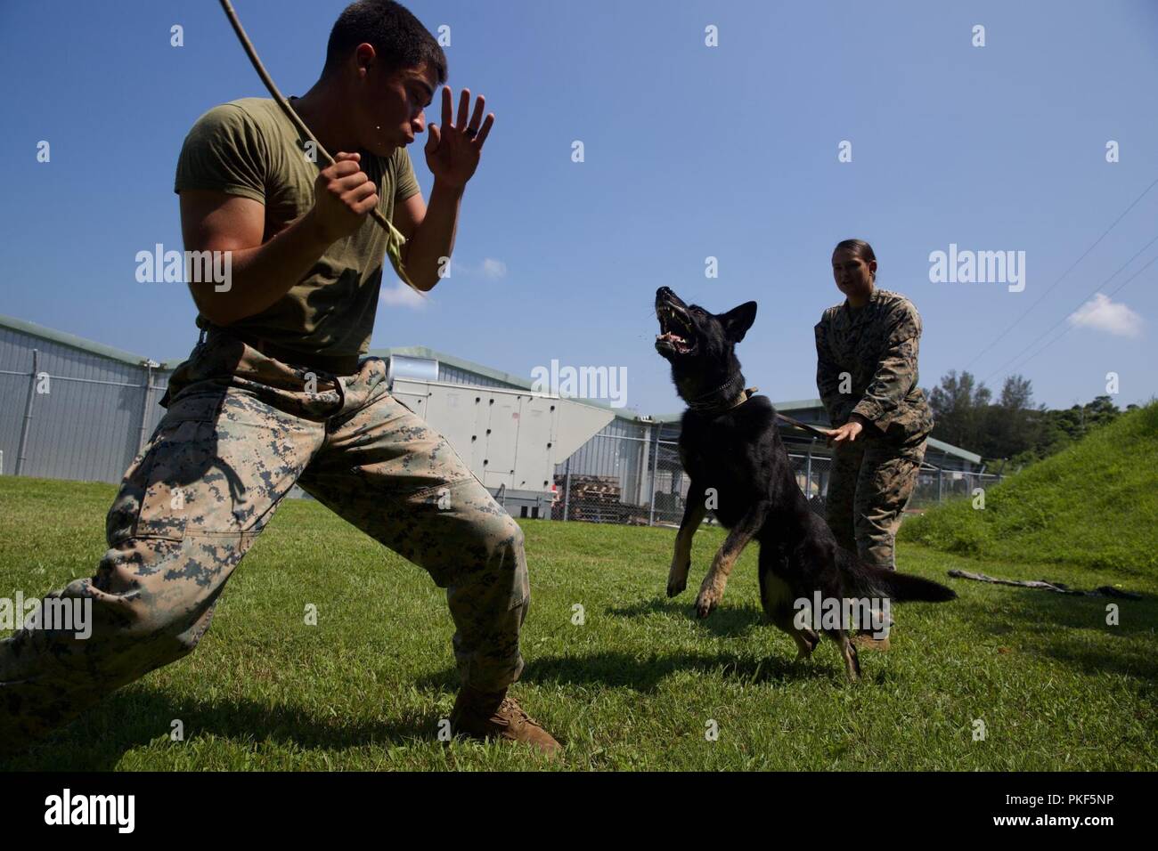 Cpl. Rolando M. Sulaica provokes Sjonnie as Cpl. Jessica L. Fleming restrains him during bite drills, Aug. 7, 2018, aboard Camp Hansen, Okinawa, Japan. Sulaica, from Carrizo Springs, Texas, and Fleming, from Wellington, Alabama, are both military working dog handlers with Military Working Dog Platoon, Headquarters & Service Company, 3rd Law Enforcement Battalion. Sjonnie is a patrol explosive detection dog. Primarily German Shepherds and Belgian Malinois, PED dogs are vitally important assets in a combat zone. Bite drills are conducted throughout each week to challenge the judgement and aggres Stock Photo