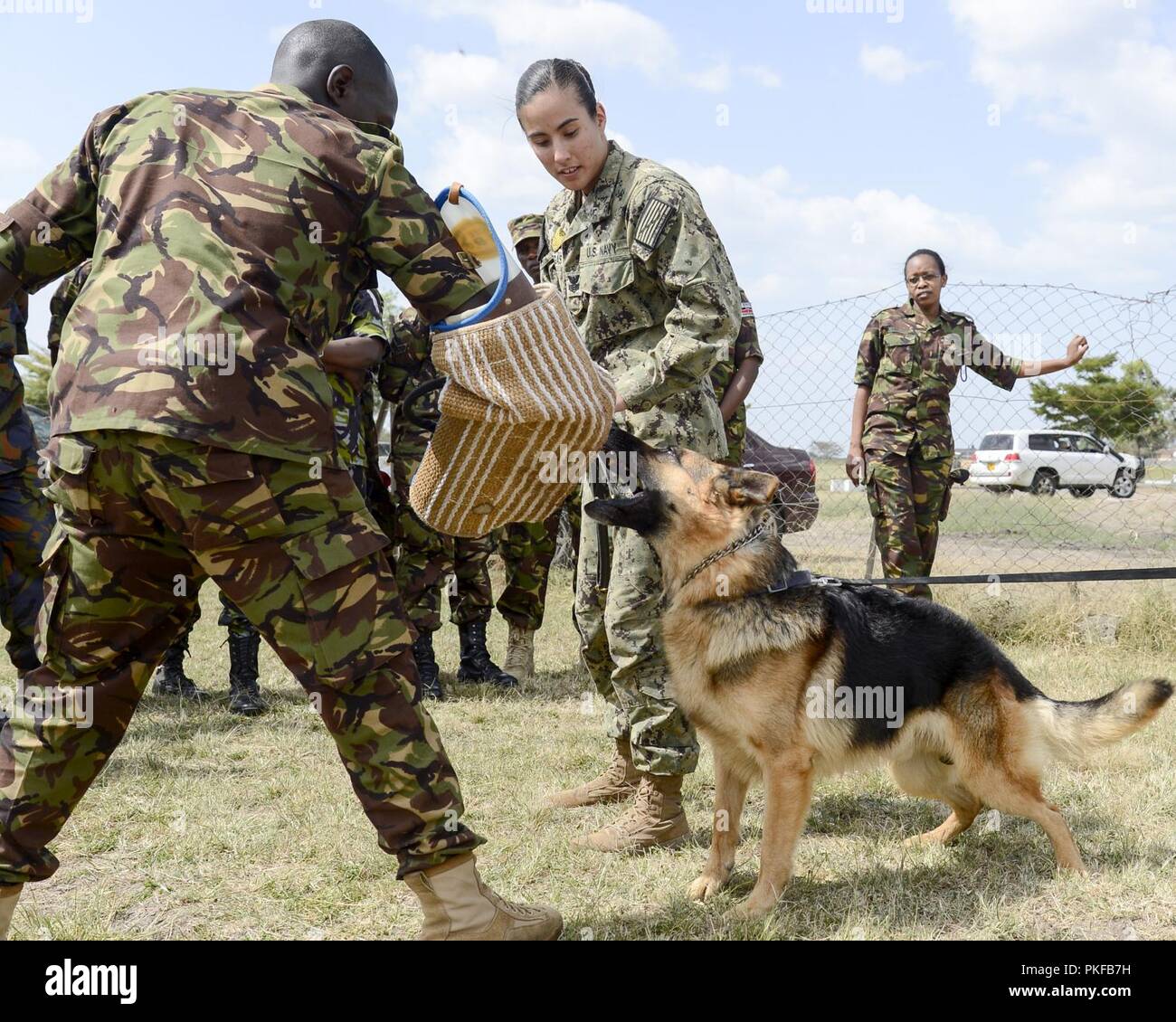 Master at Arms 1st Class Kristina Vargas, the Kennel Master assigned to Camp Lemonnier, conducts patrol work and demonstrates different techniques for members of the Kenyan Defense Force's 1st Canine Regiment during a Military Working Dog knowledge exchange, in Nairobi, Kenya, August 7, 2018. The exchange gave a chance for American and Kenyan forces to learn and work with each other to have a better understanding of each other's capabilities. Stock Photo