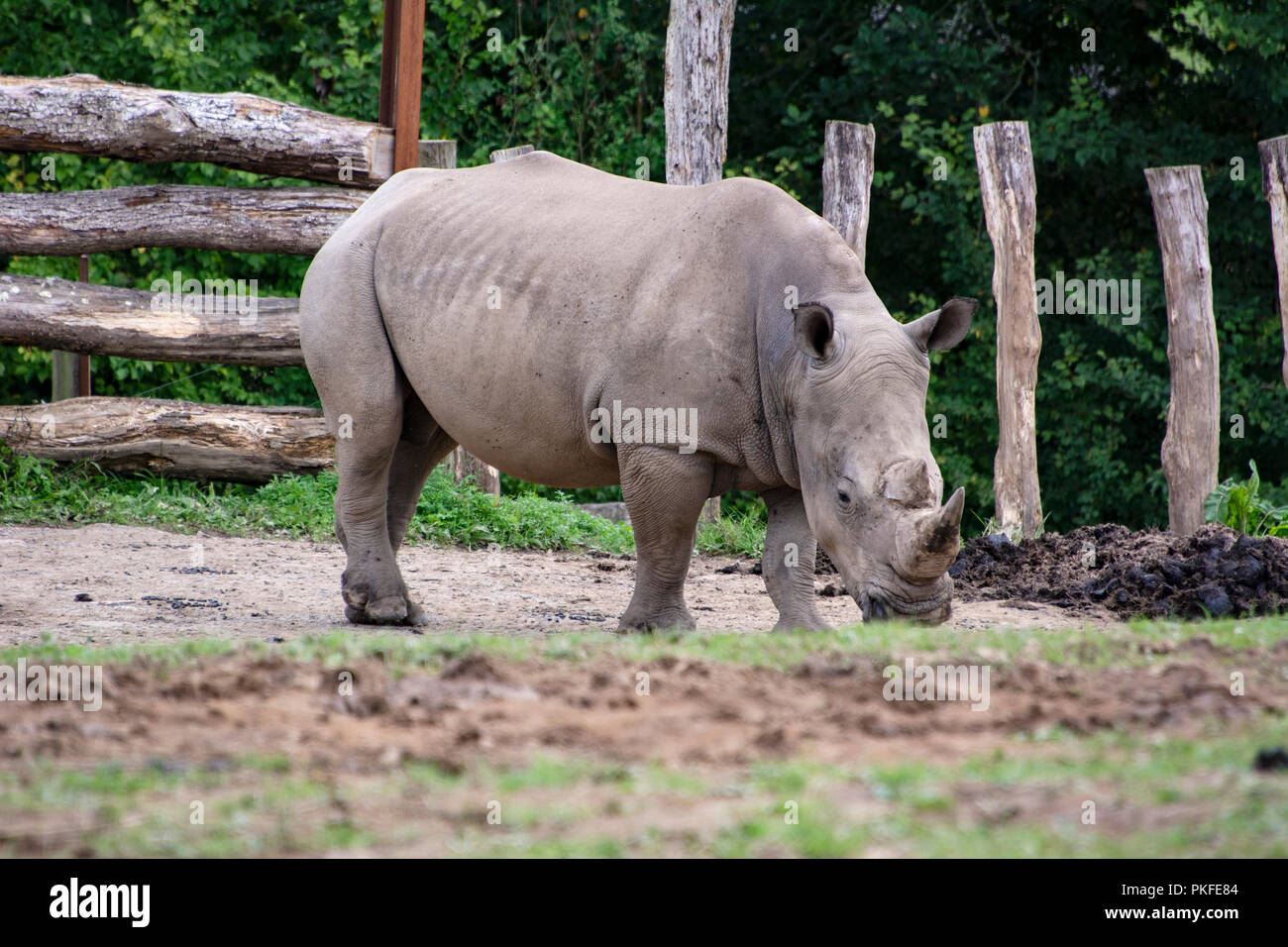 Rhino Stock Photo