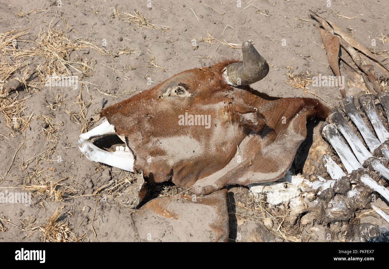 Dead cow medium close up, cause of death unknown - Botswana Stock Photo