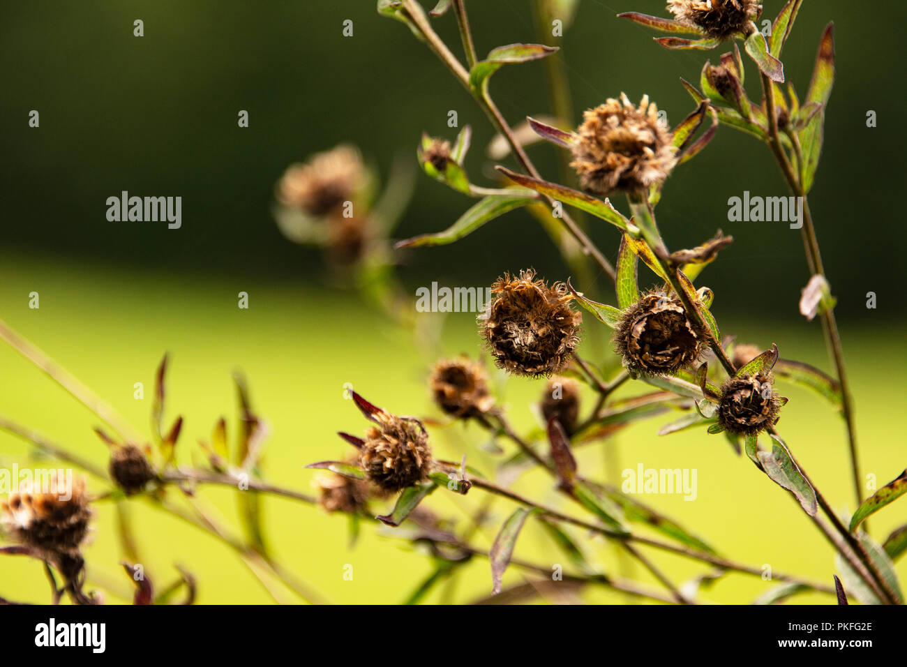 Wild flower Stock Photo