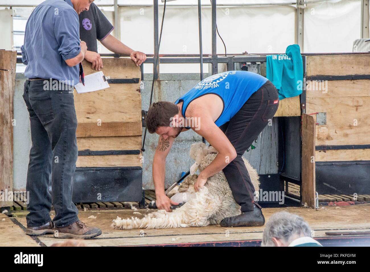Sheep shearing competition hires stock photography and images Alamy