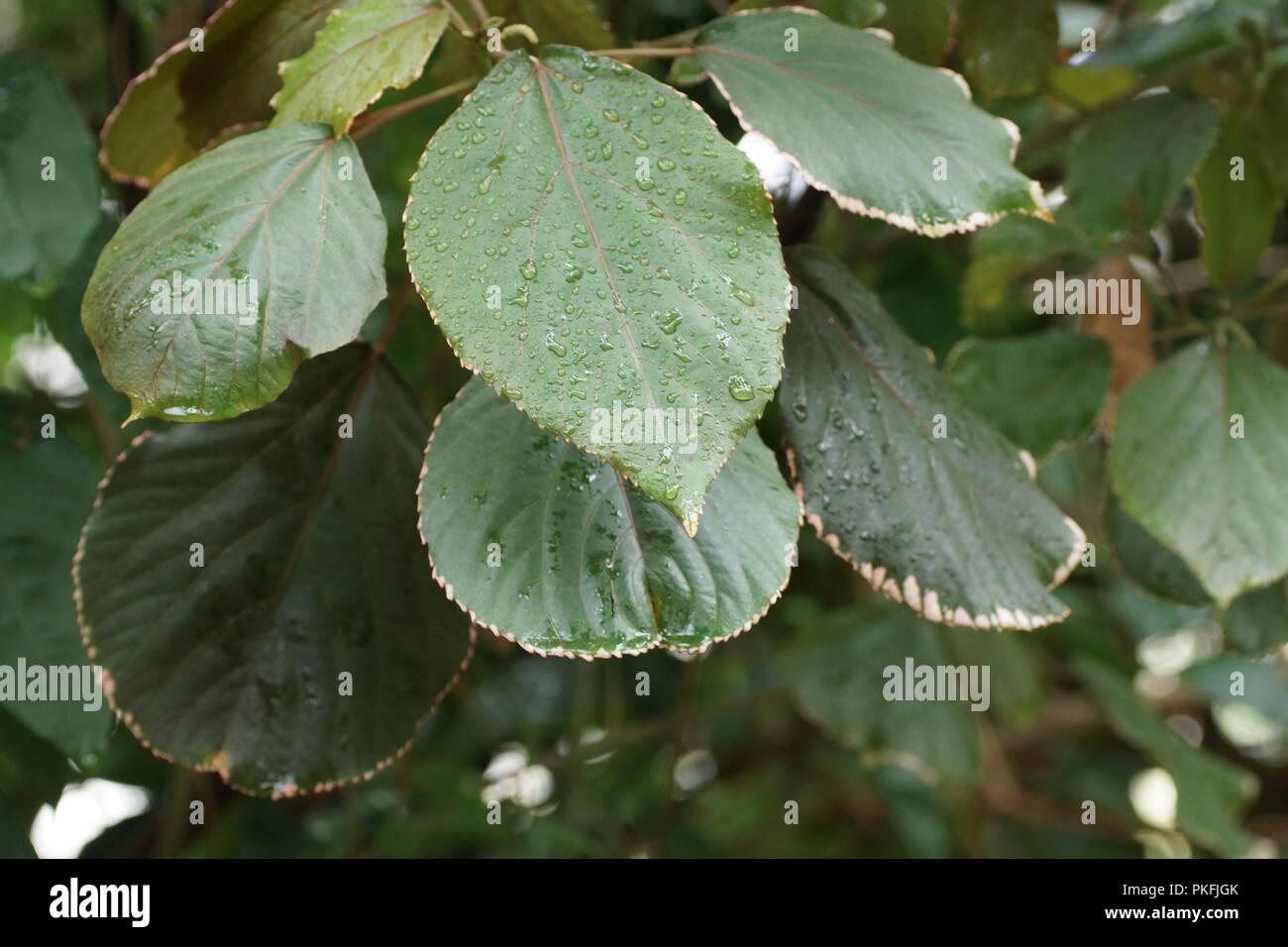 Acalypha wilkesiana var. marginata Stock Photo