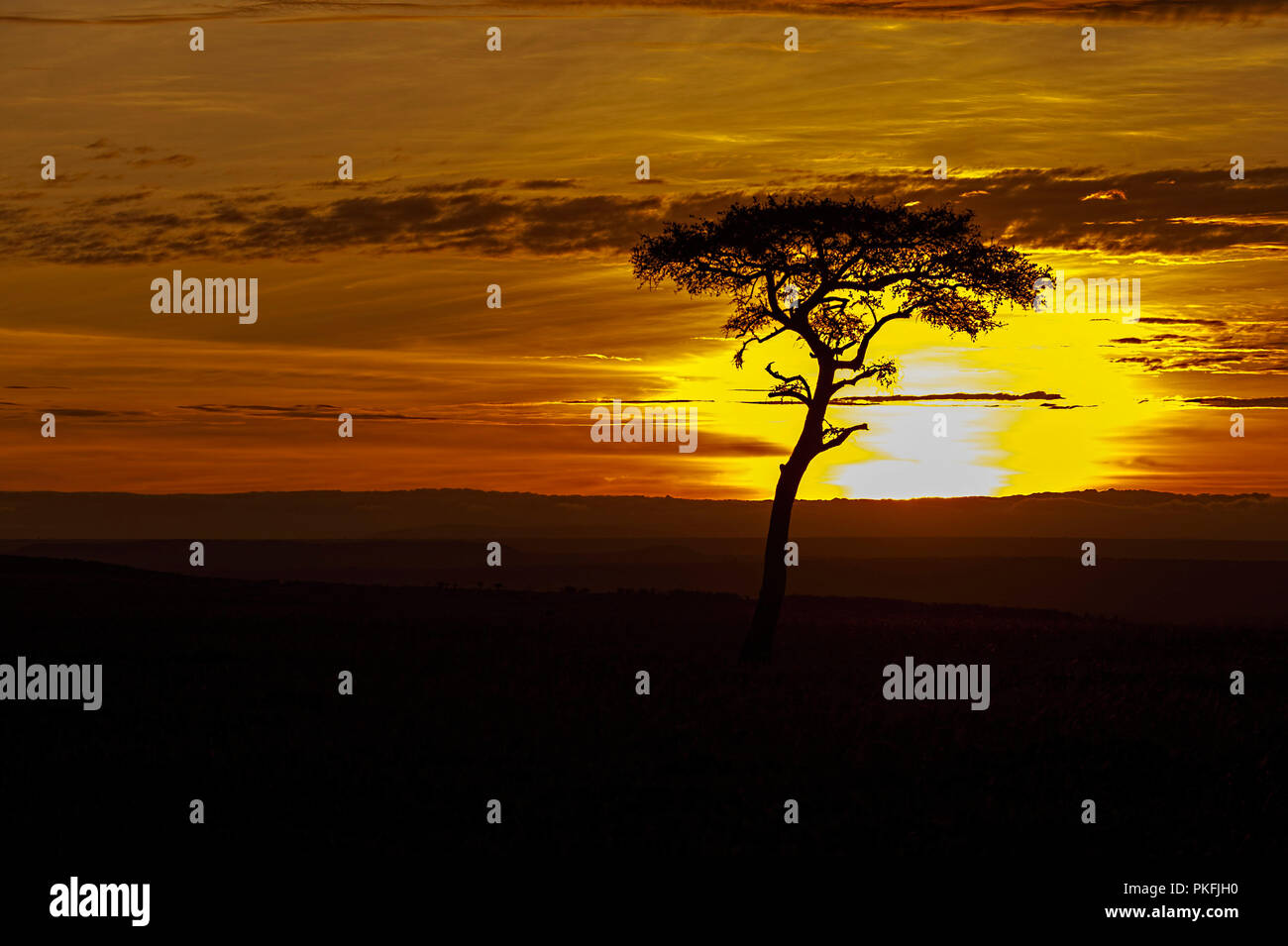 Sunset Masai Mara Kenya East Africa Stock Photo - Alamy
