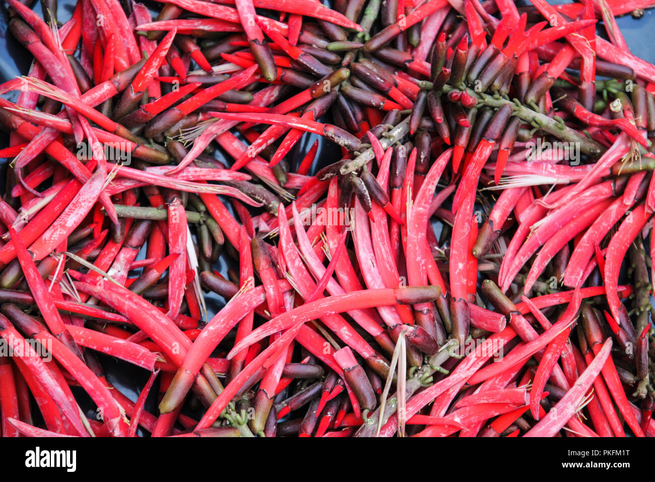 Fresh Red Hot Mexican Chili Peppers on Market Stall Stock Photo - Alamy