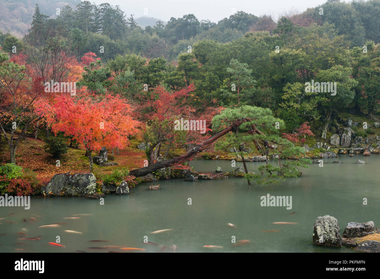 Autumn colour in Kyoto, Japan. Tenryu-ji zen temple gardens, built ...