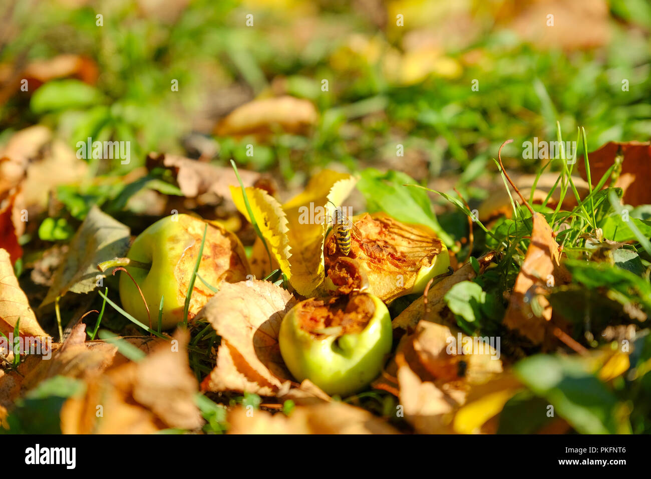 Rural variety of apples . The bits of apples in the grass the autumn. Wasp on Apple Stock Photo
