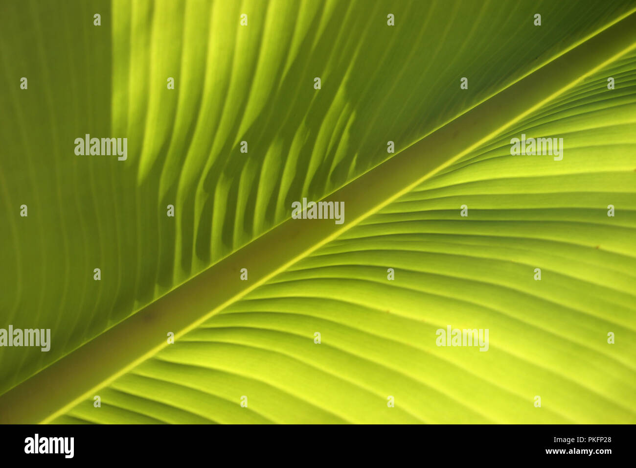 diagonal close-up of a banana palm leaf in sunshine Stock Photo