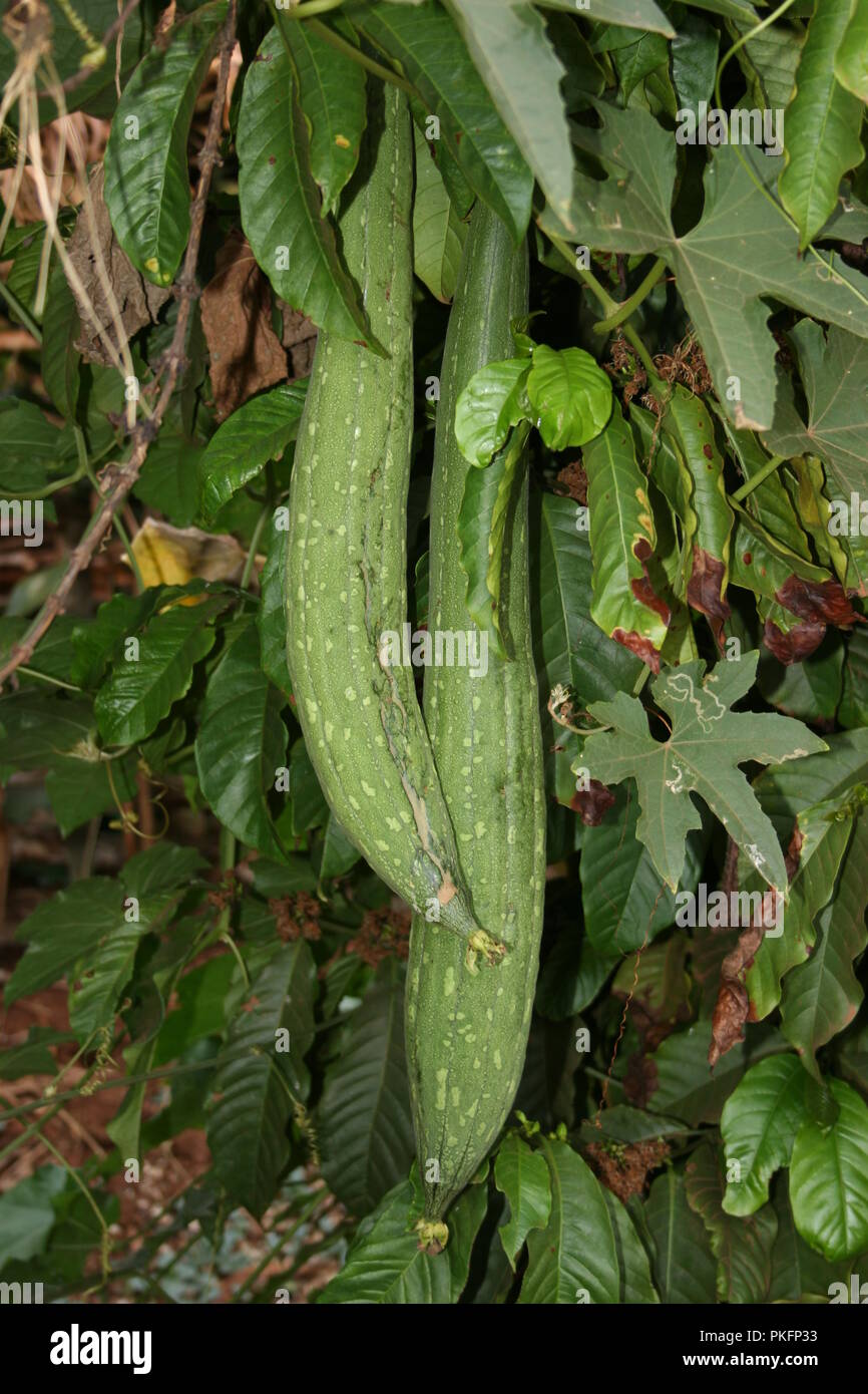 Loofah fruit growing in Masaka district, Uganda. Stock Photo