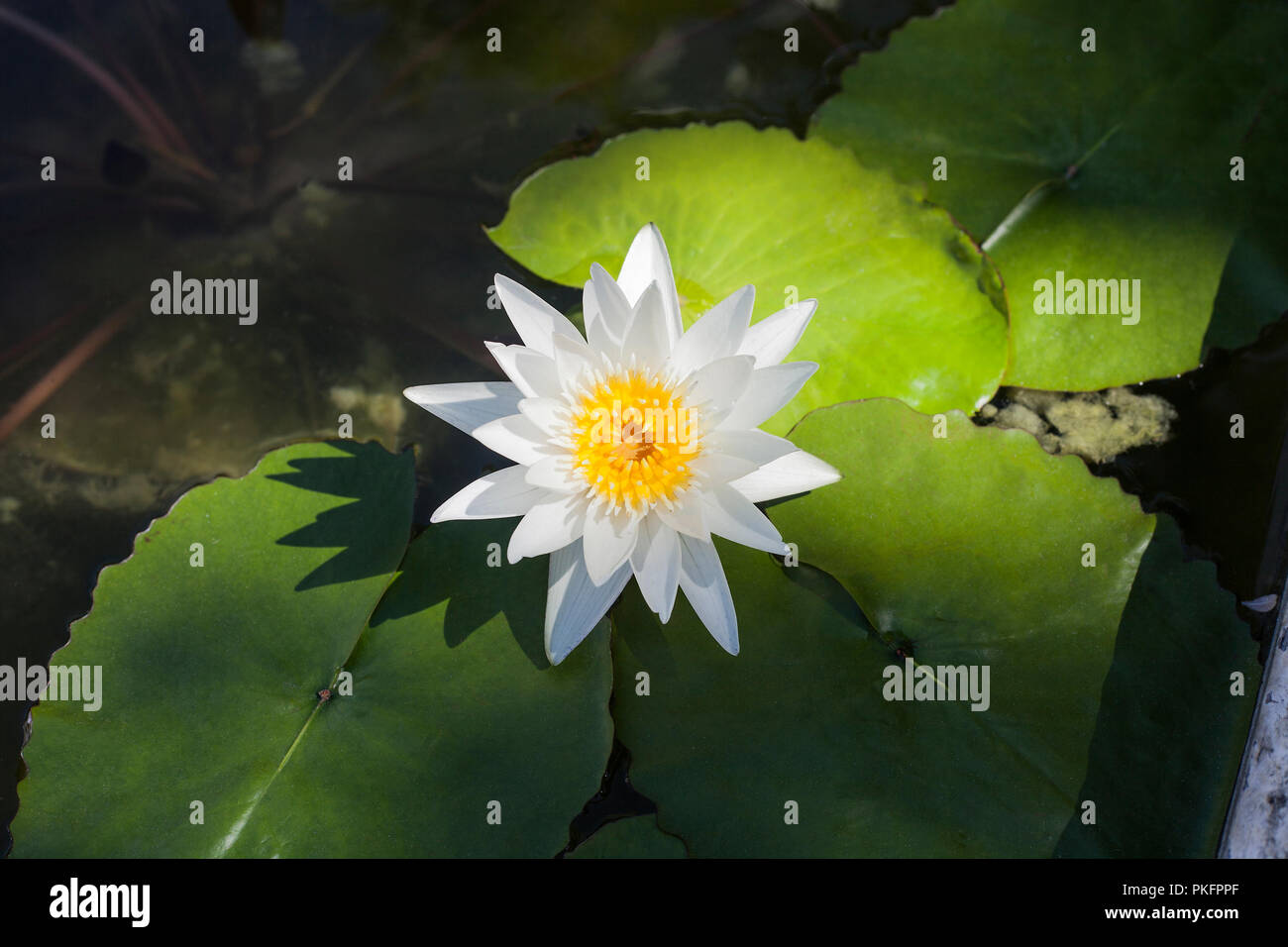 White Finnish Water lily blossom, top view. Beauty Nymphaea tetragona wild flower in pond, ornamental water garden Stock Photo