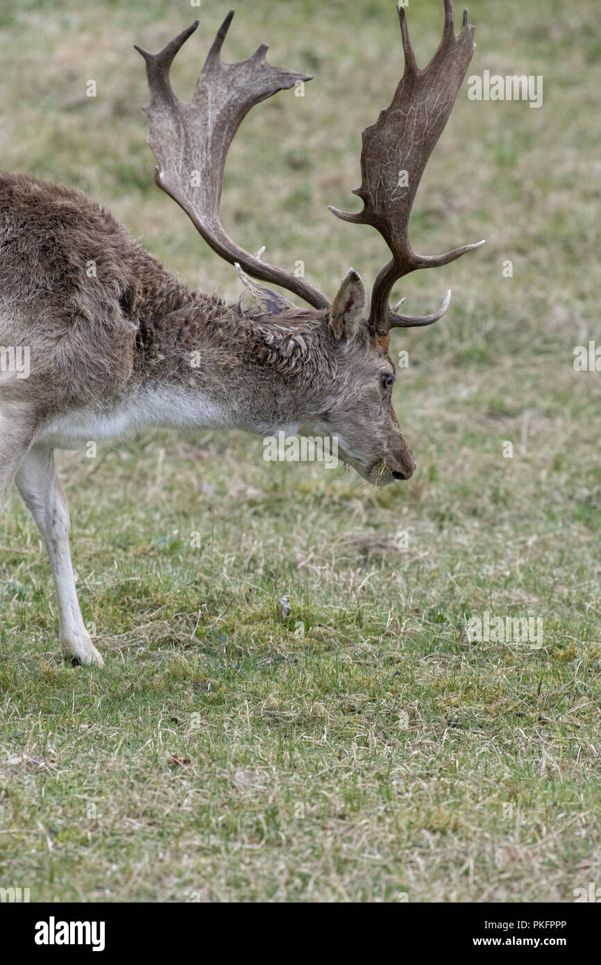 Wild deer grazing Stock Photo Alamy