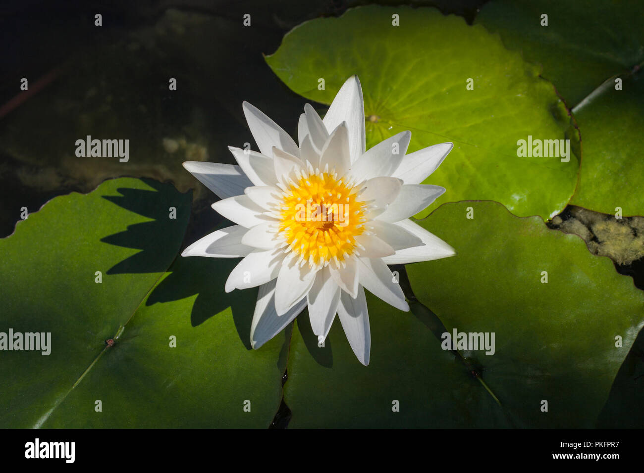 White Finnish Water lily blossom, top view. Beauty Nymphaea tetragona wild flower in pond, ornamental water garden Stock Photo