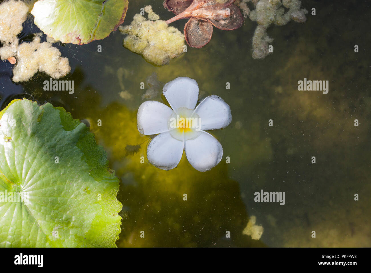 Planting a Garden With All White Tropical Flowers (See Photos