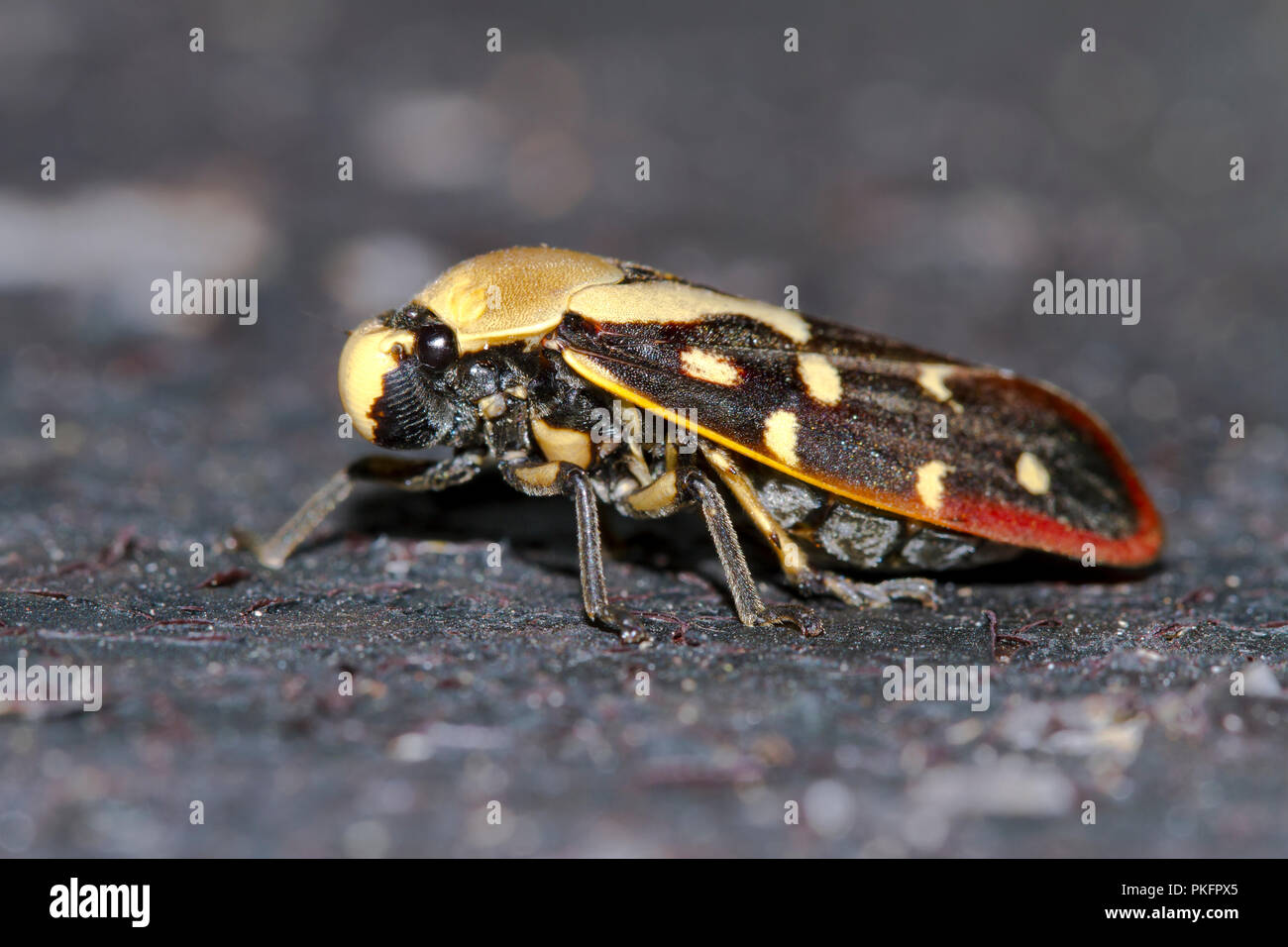 Cicada (cicada sp.), Doi Inthanon, Chiang Mai, Thailand Stock Photo