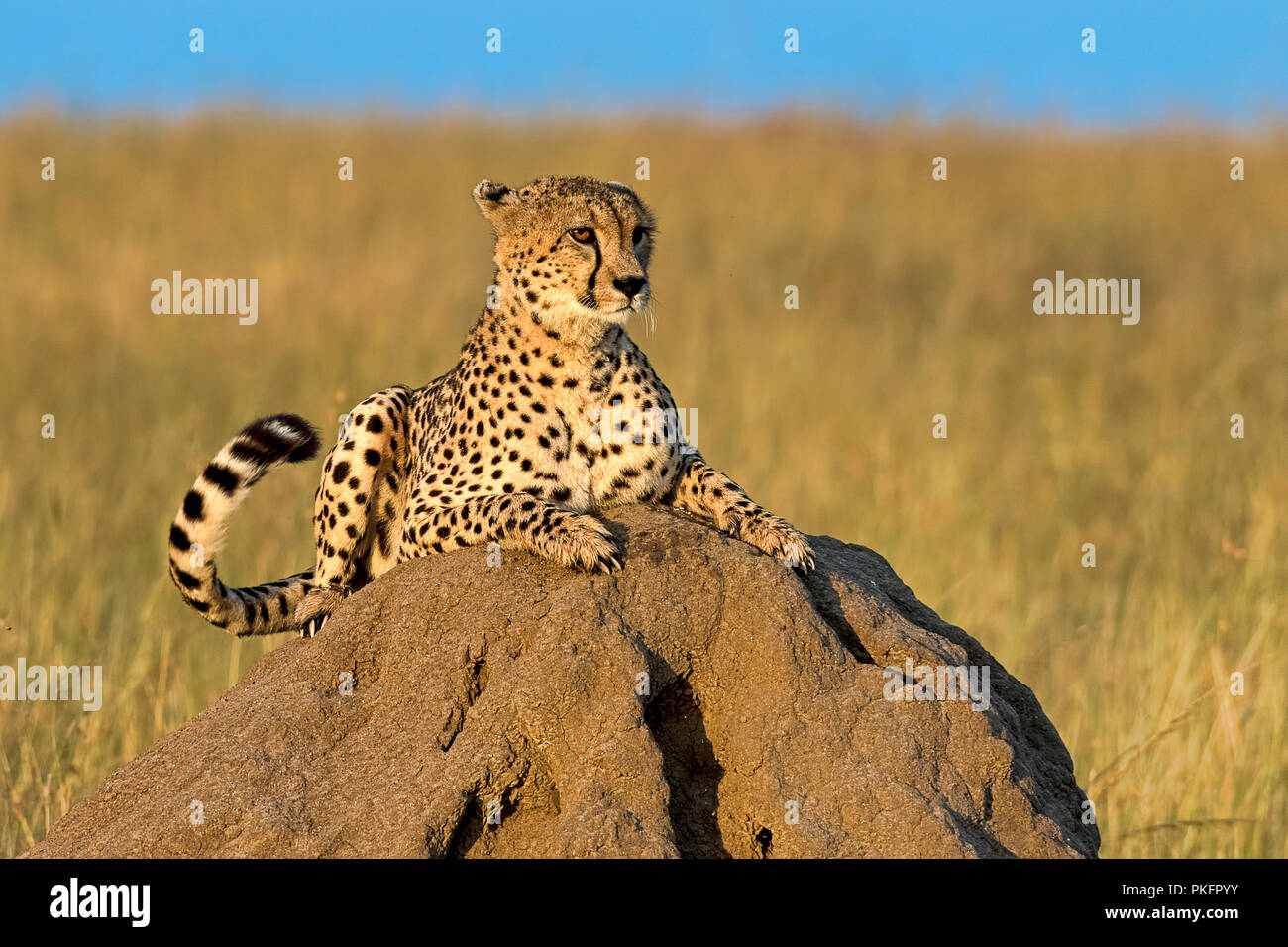Cheetah (Acinonyx jubatus) lying on a rock in morning sun, Masai Mara, Kenya Stock Photo
