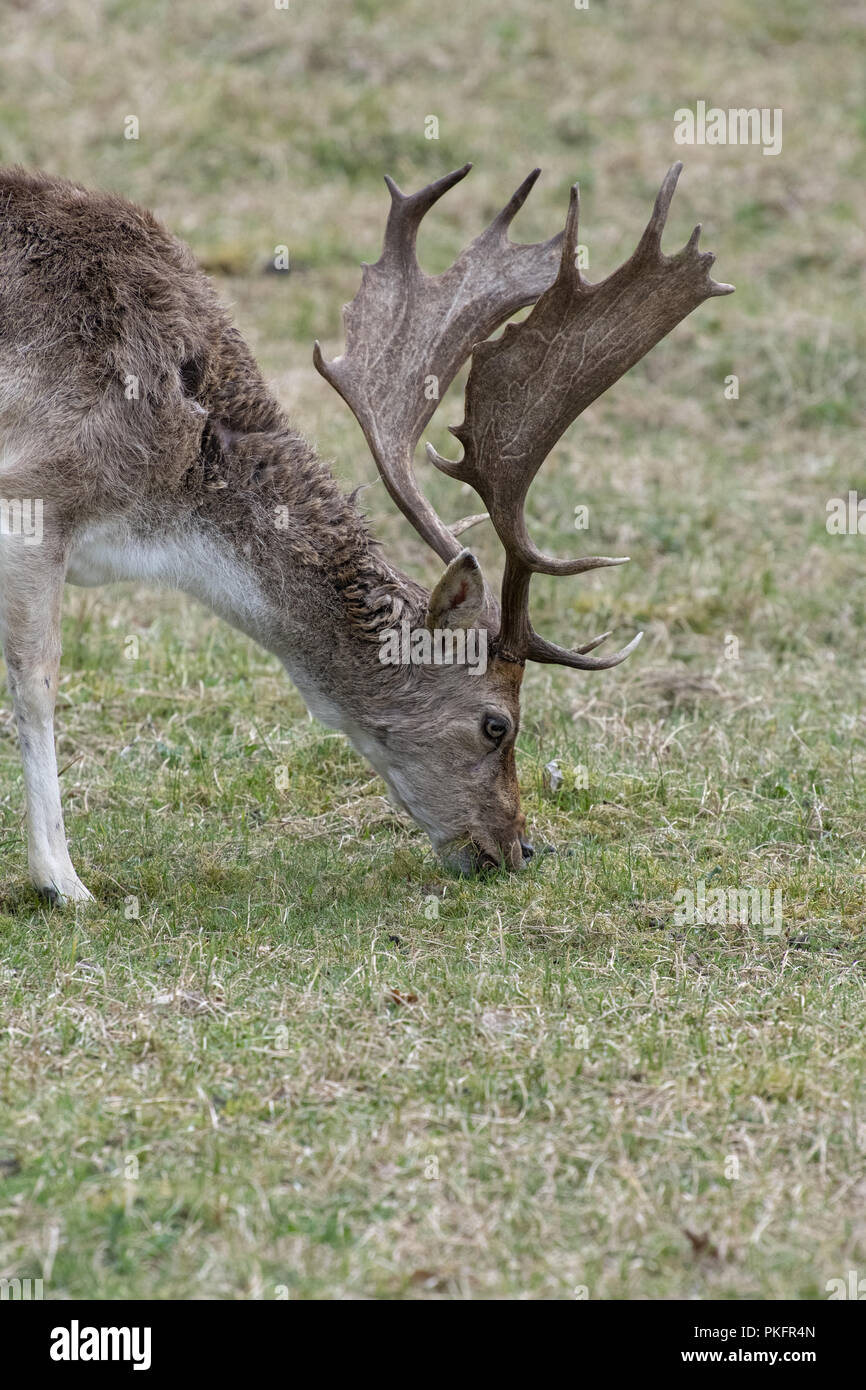 Picture of Wild deer grazing Stock Photo - Alamy