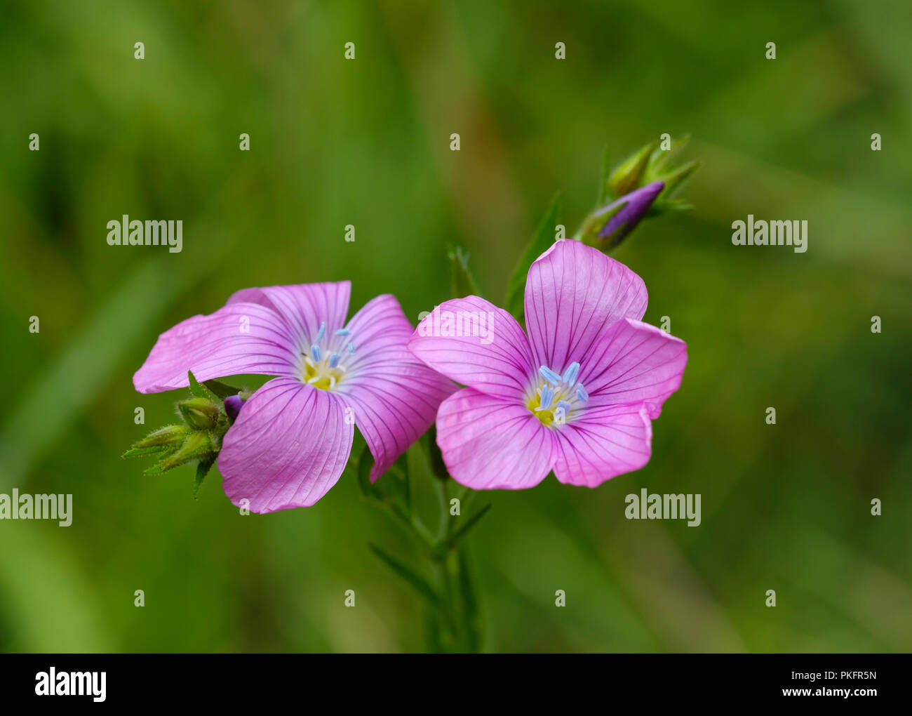 Linum viscosum (Linum viscosum), blossoms, Königsbrunner Heide, Swabia, Bavaria, Germany Stock Photo