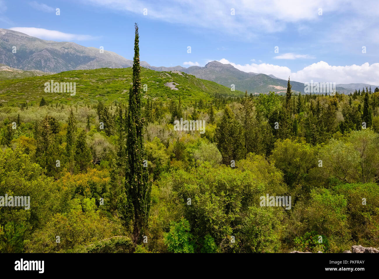 Forest with cypress trees on the coast between Dhërmi and Himara, Himarë, Albanian Riviera, Ionian Sea, Qark Vlora, Albania Stock Photo