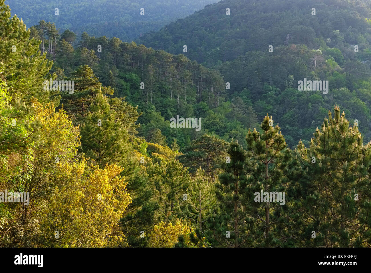 Forest at the Llogara Pass, Llogara National Park, Ceraunian Mountains, Orikum, Vlorë, Albania Stock Photo