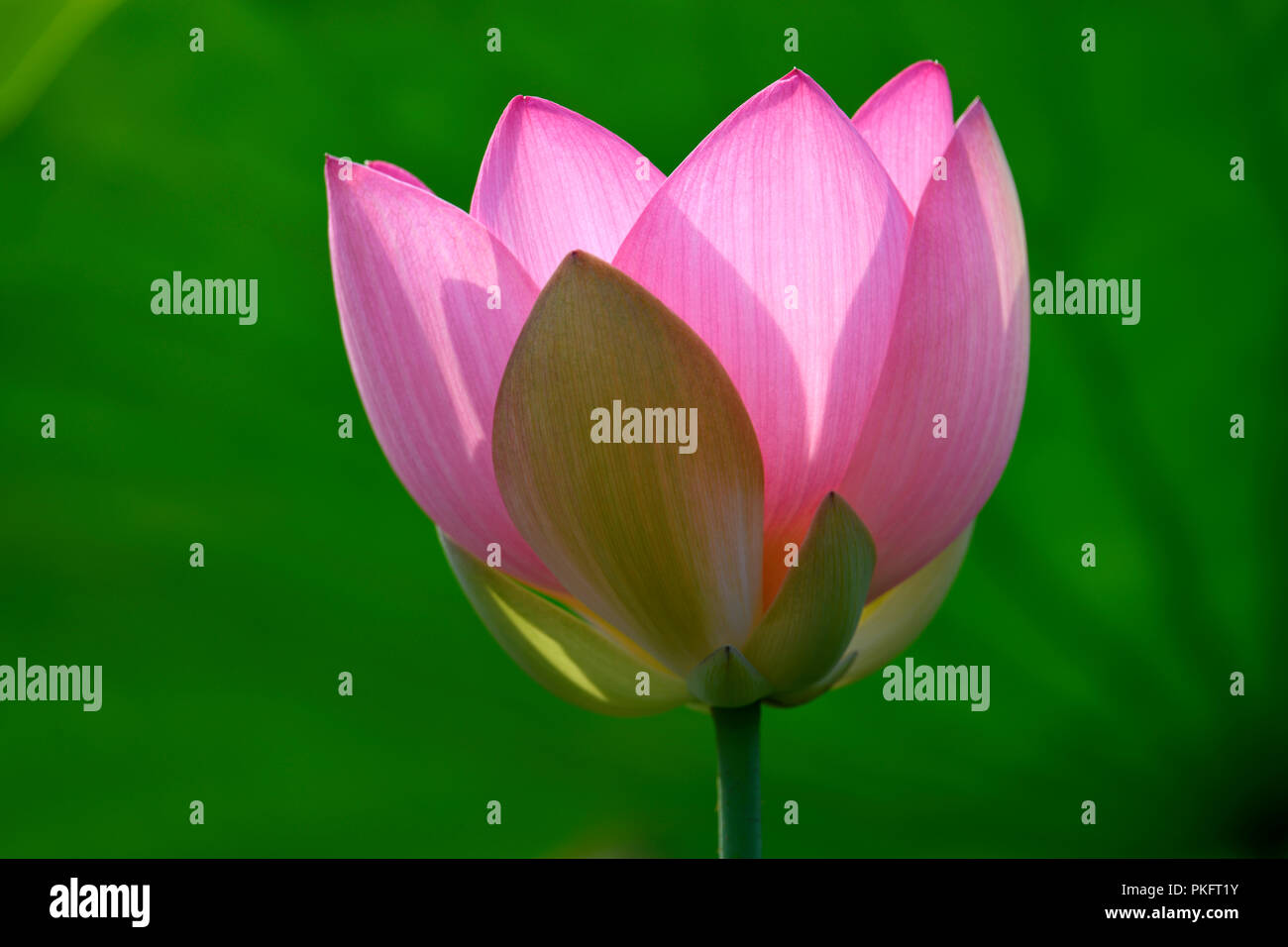 Pink lotus flower (Nelumbo nucifera), Germany Stock Photo Alamy